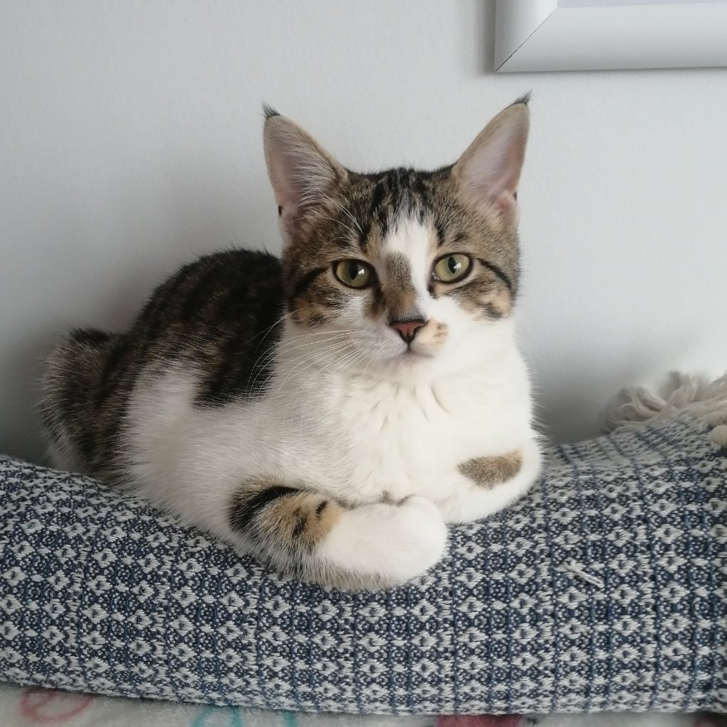 Kivi