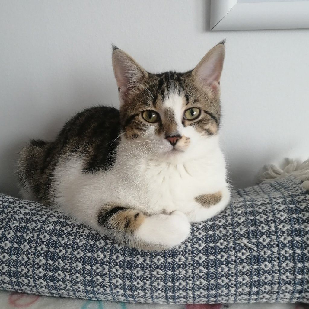 Kivi