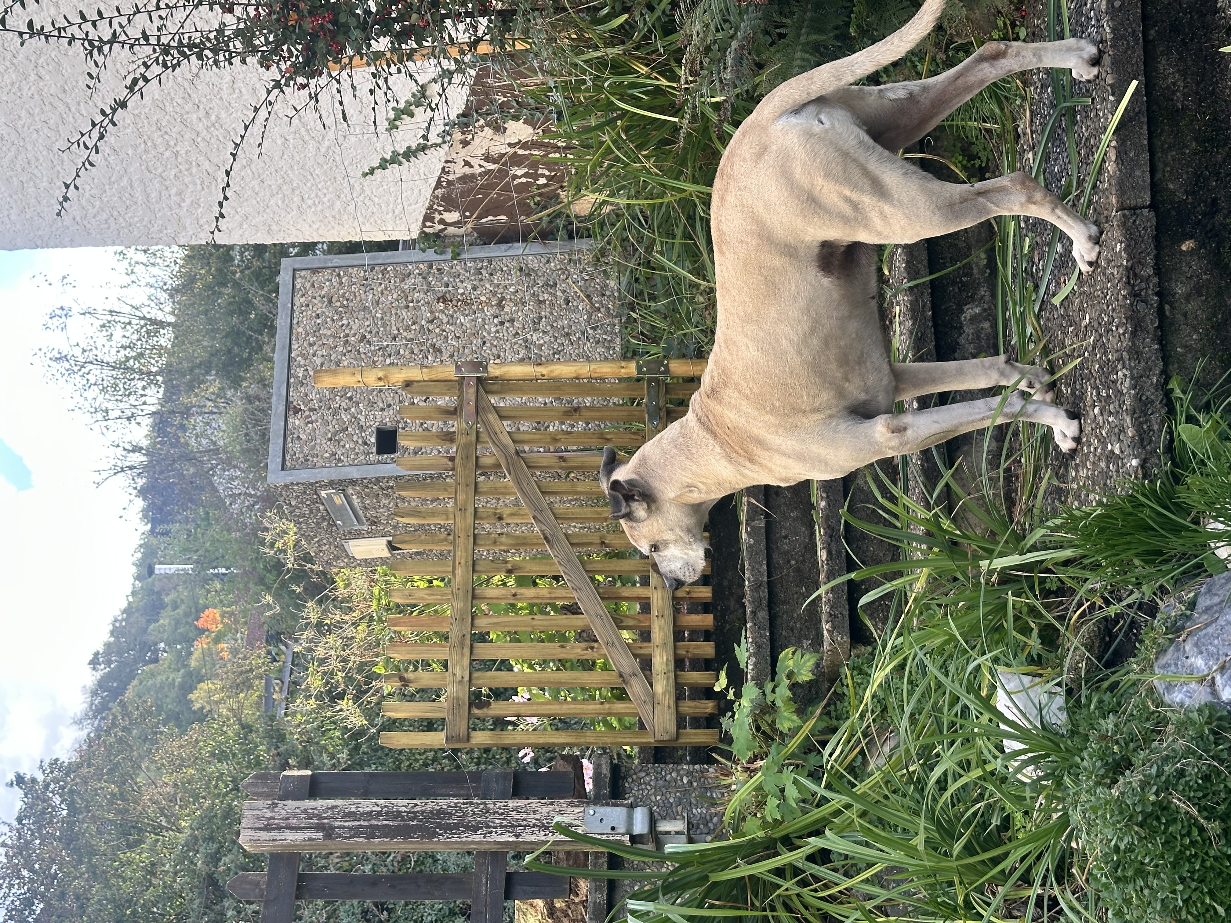 image-17