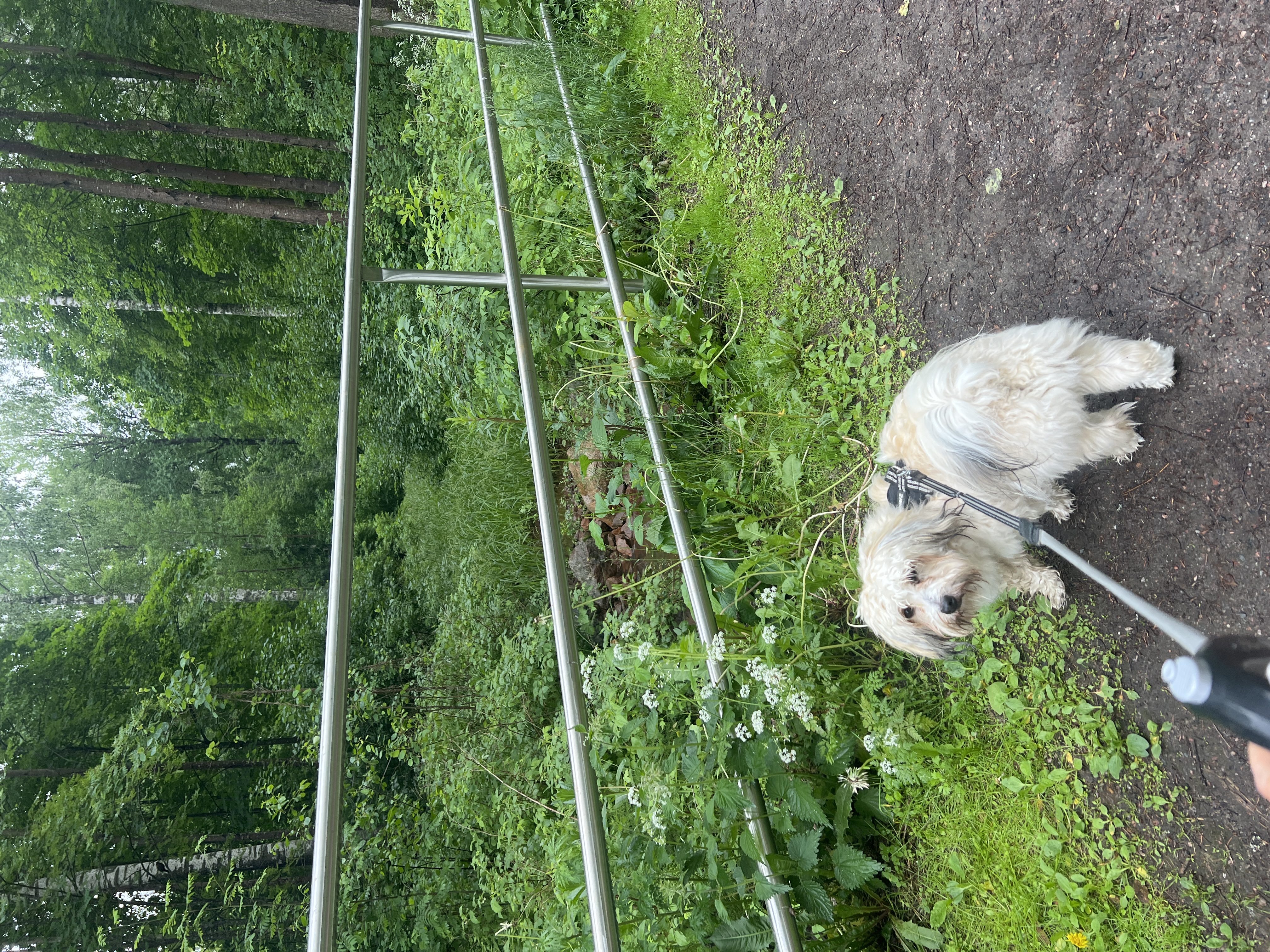 image-7