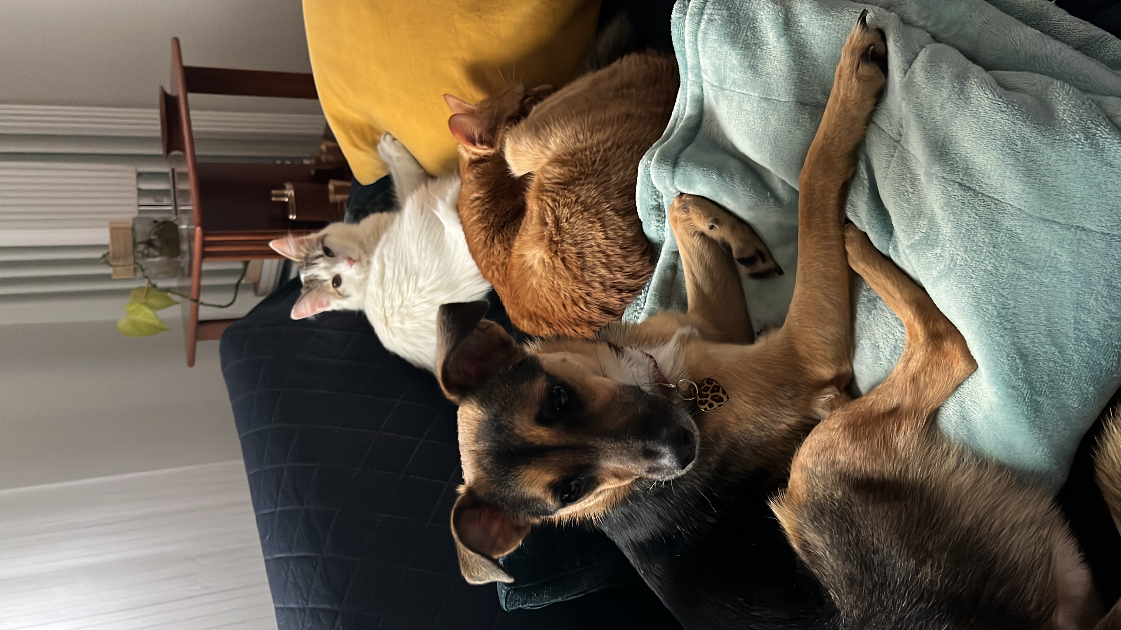 image-6