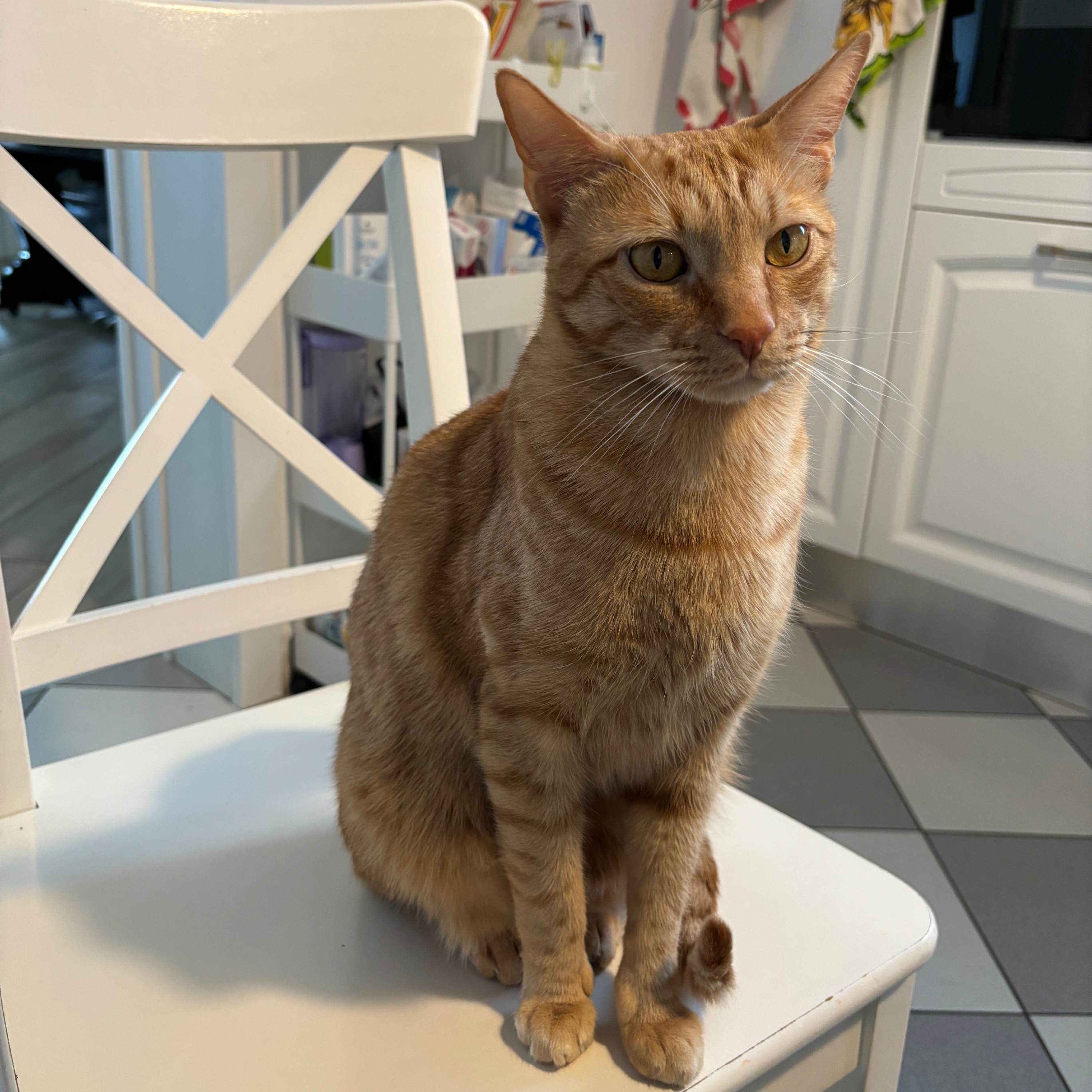 Ron
