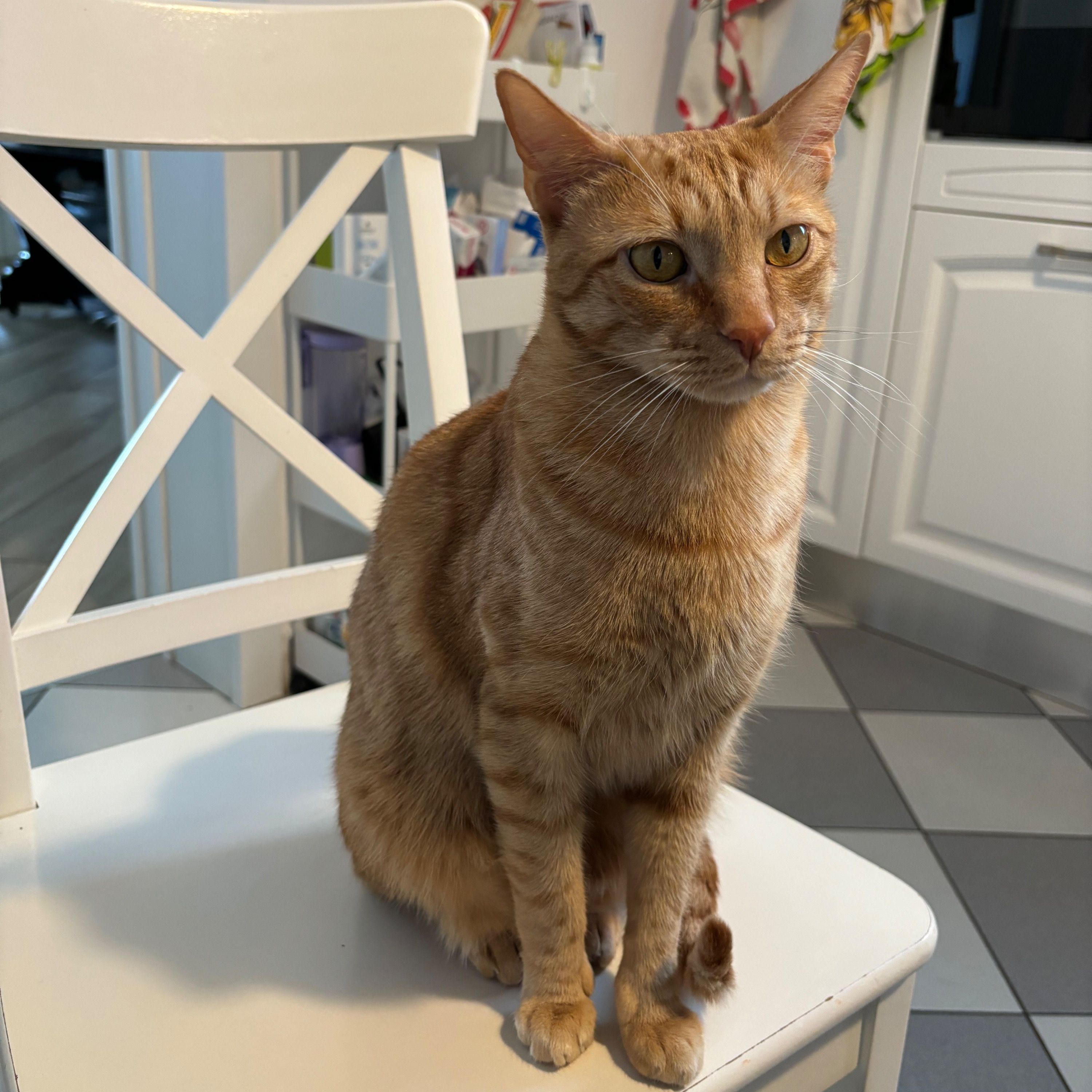 Ron