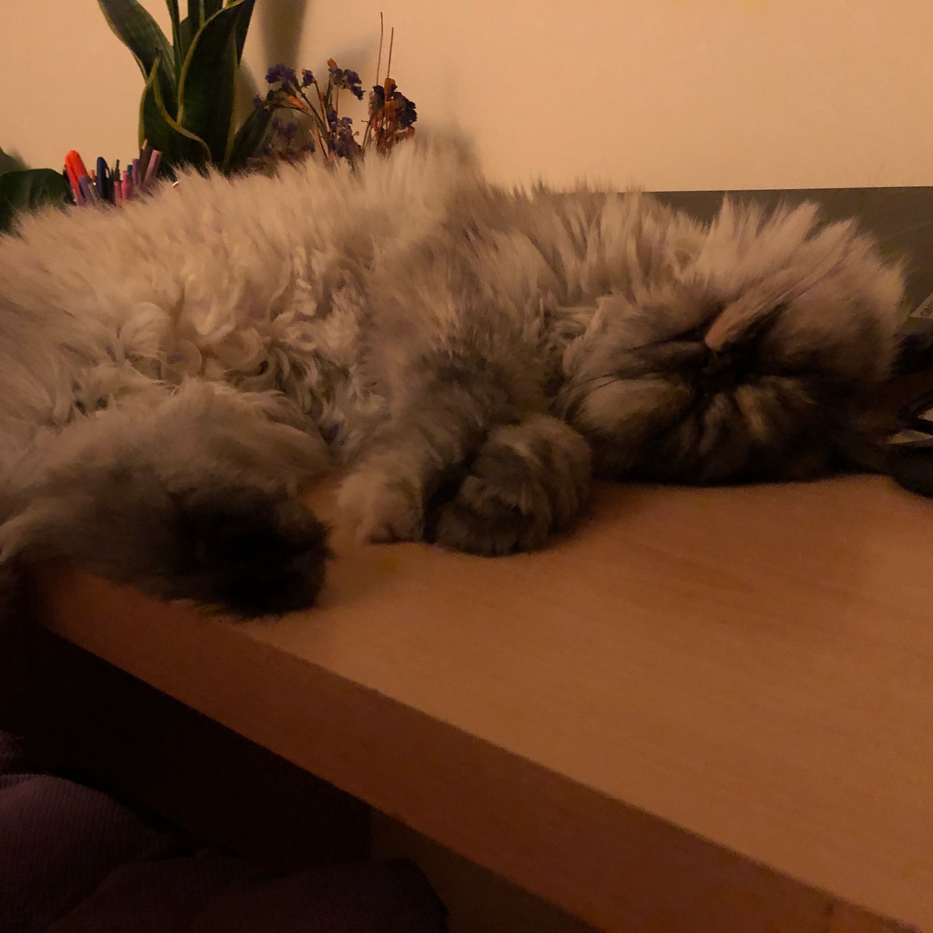 Lucy