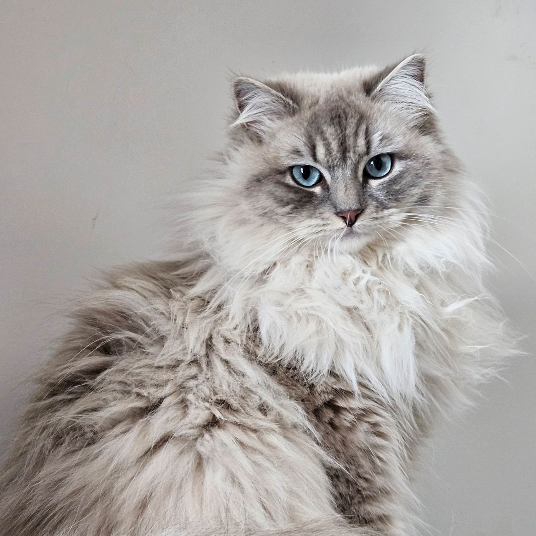 Théa
