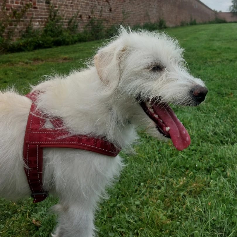 Lenù