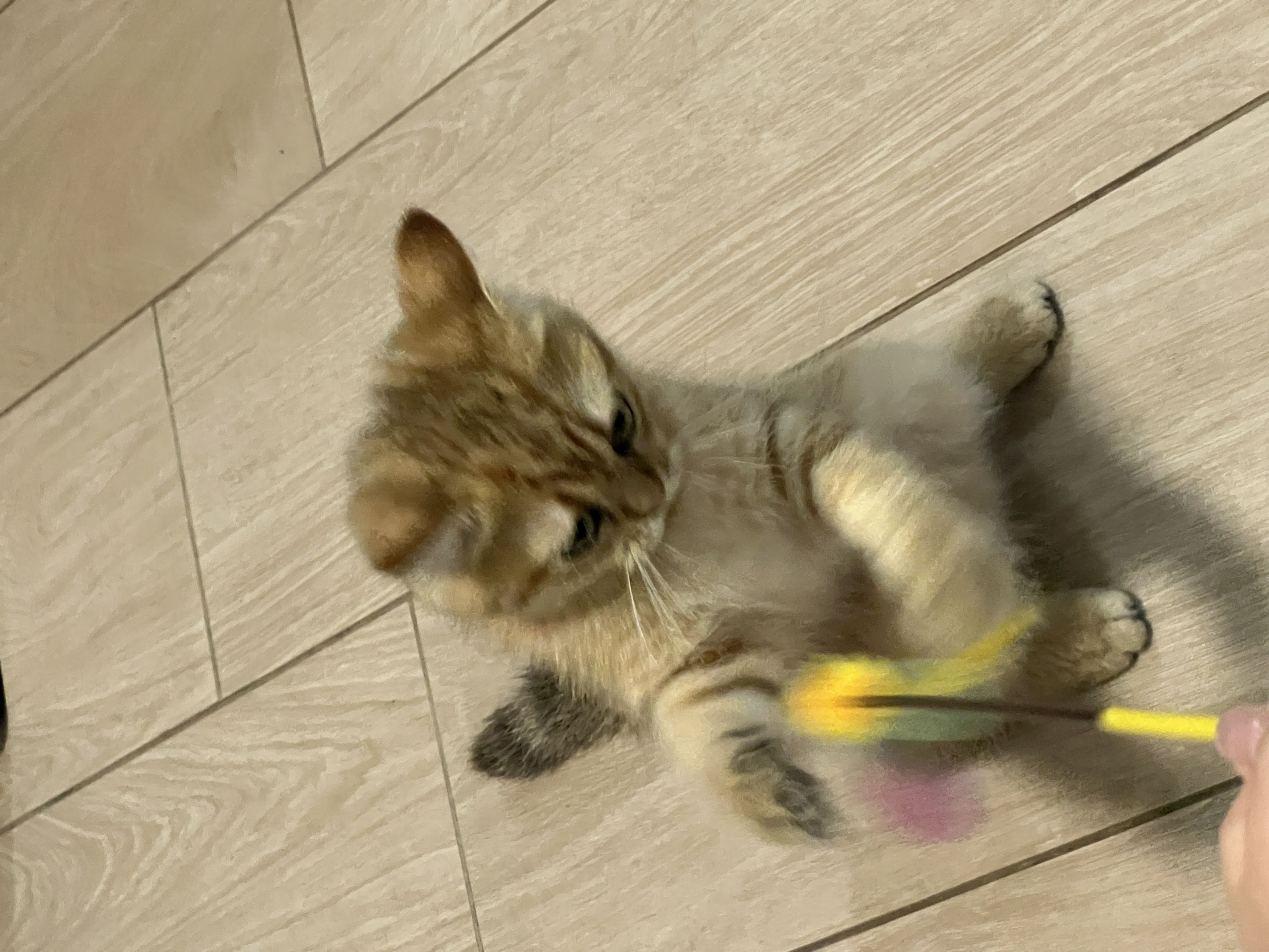 image-7