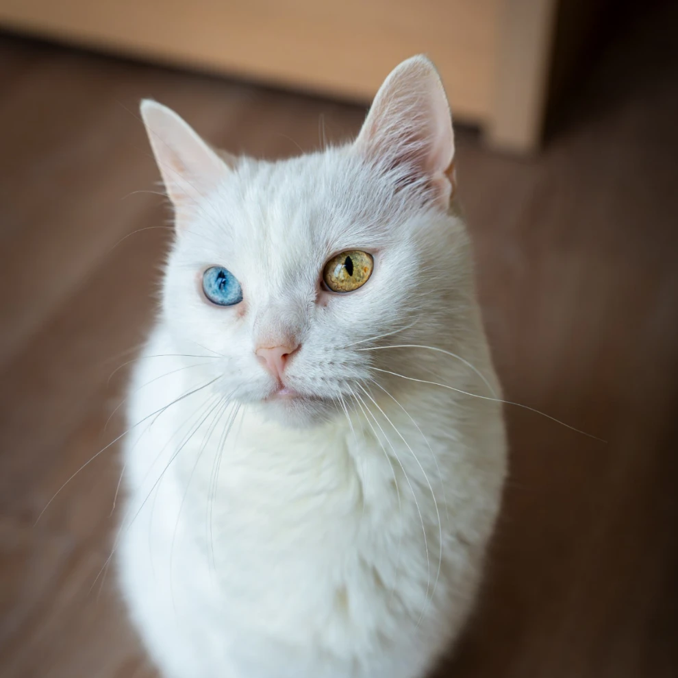 Morrisa