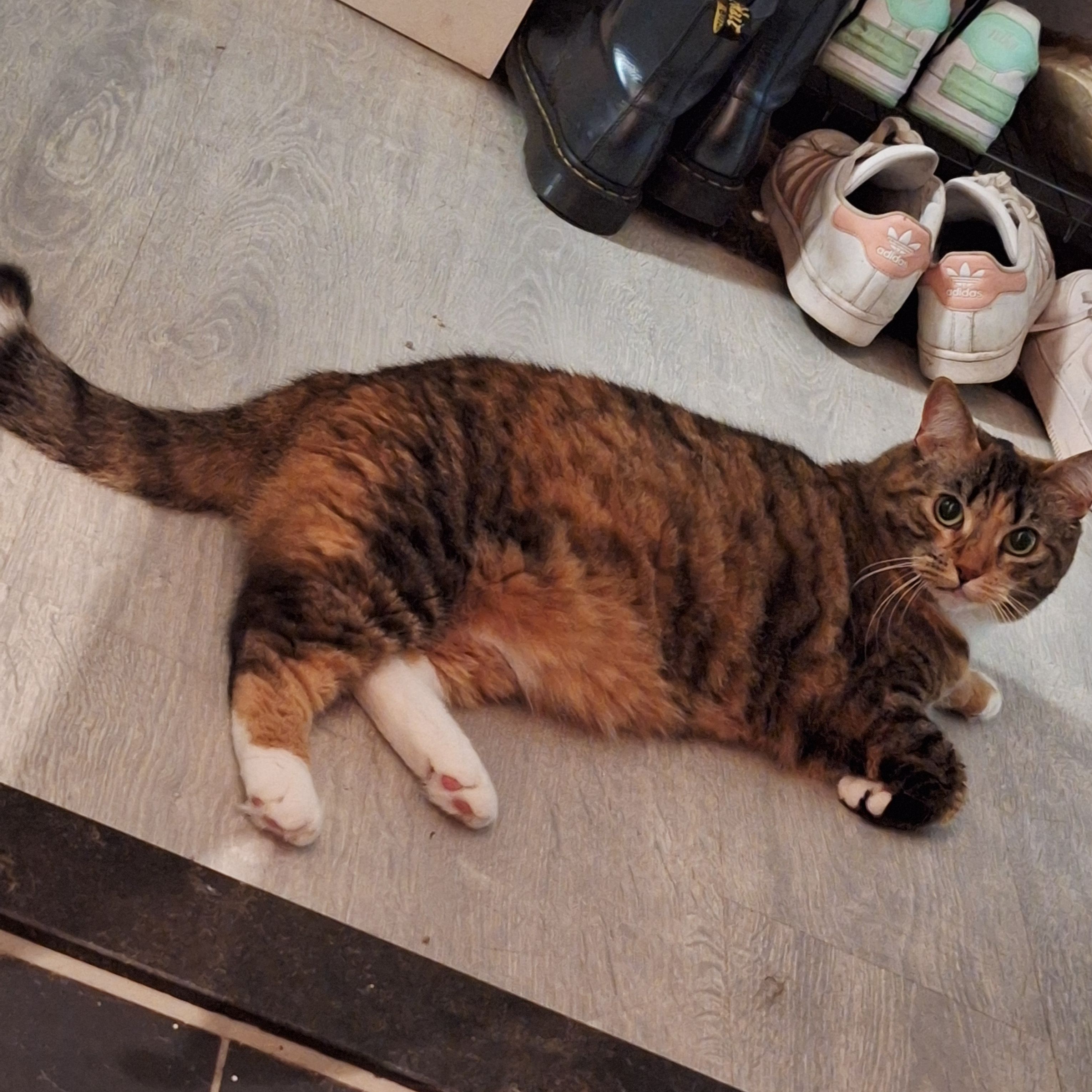 Skitty