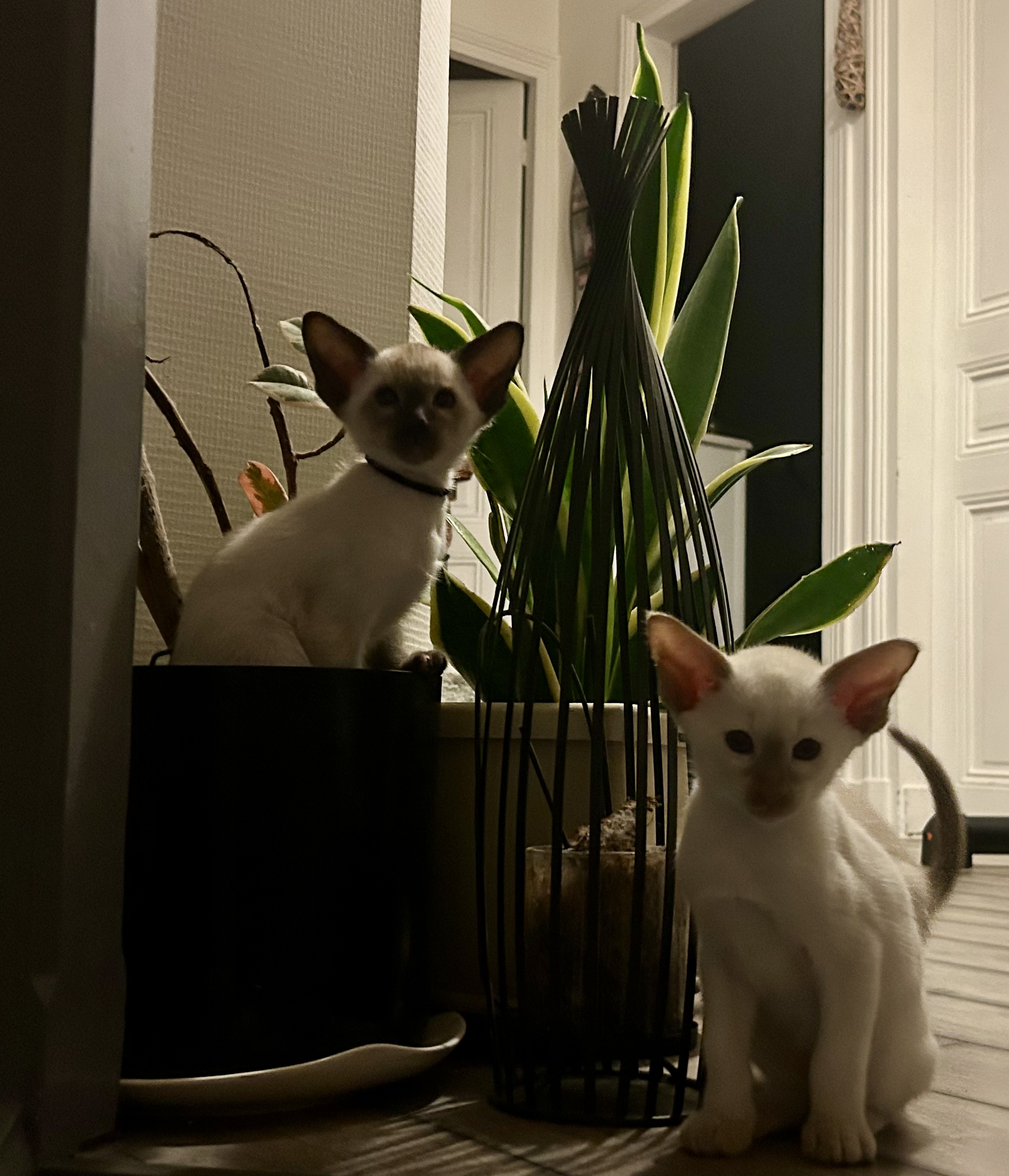 image-10