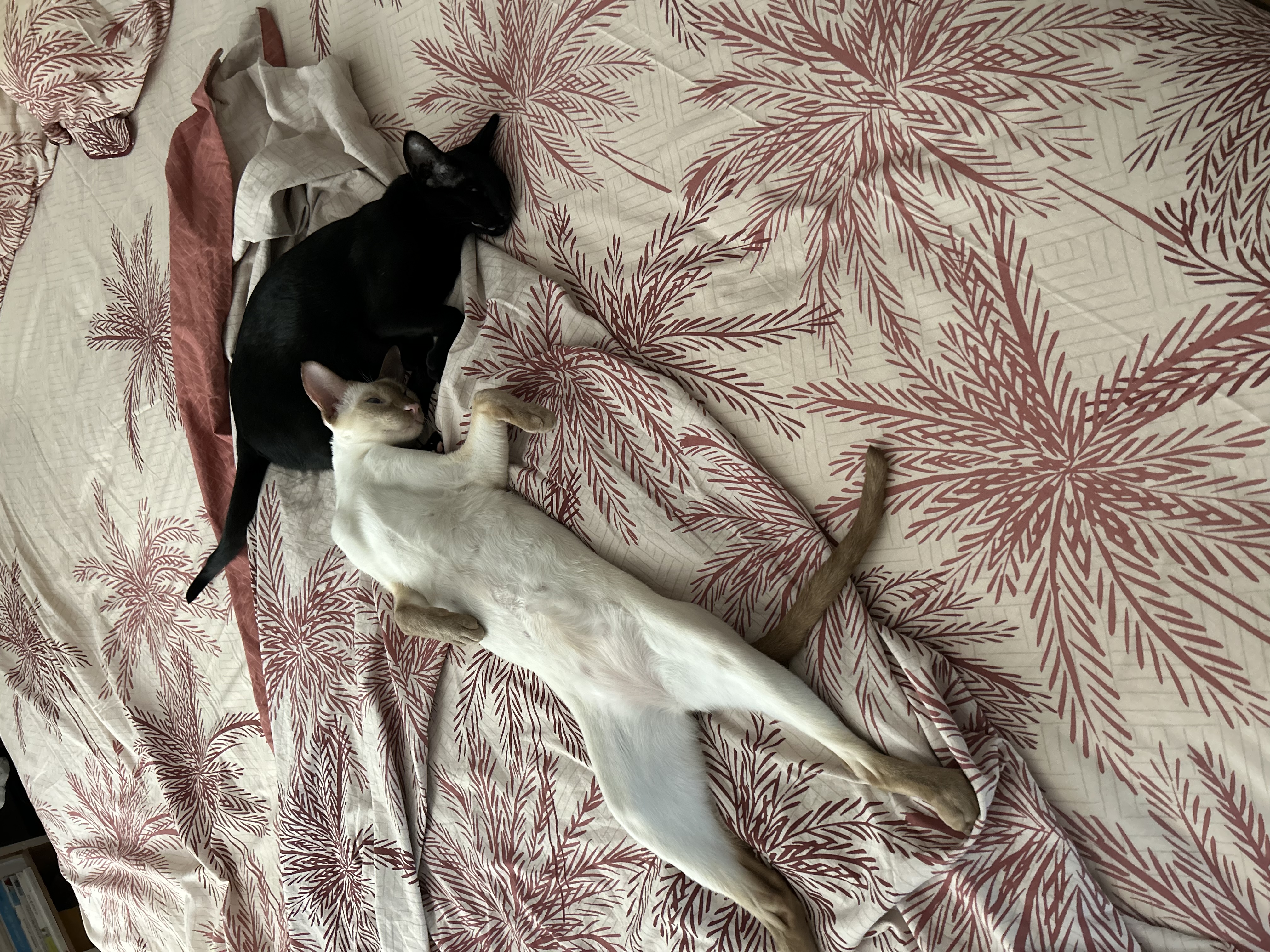 image-5