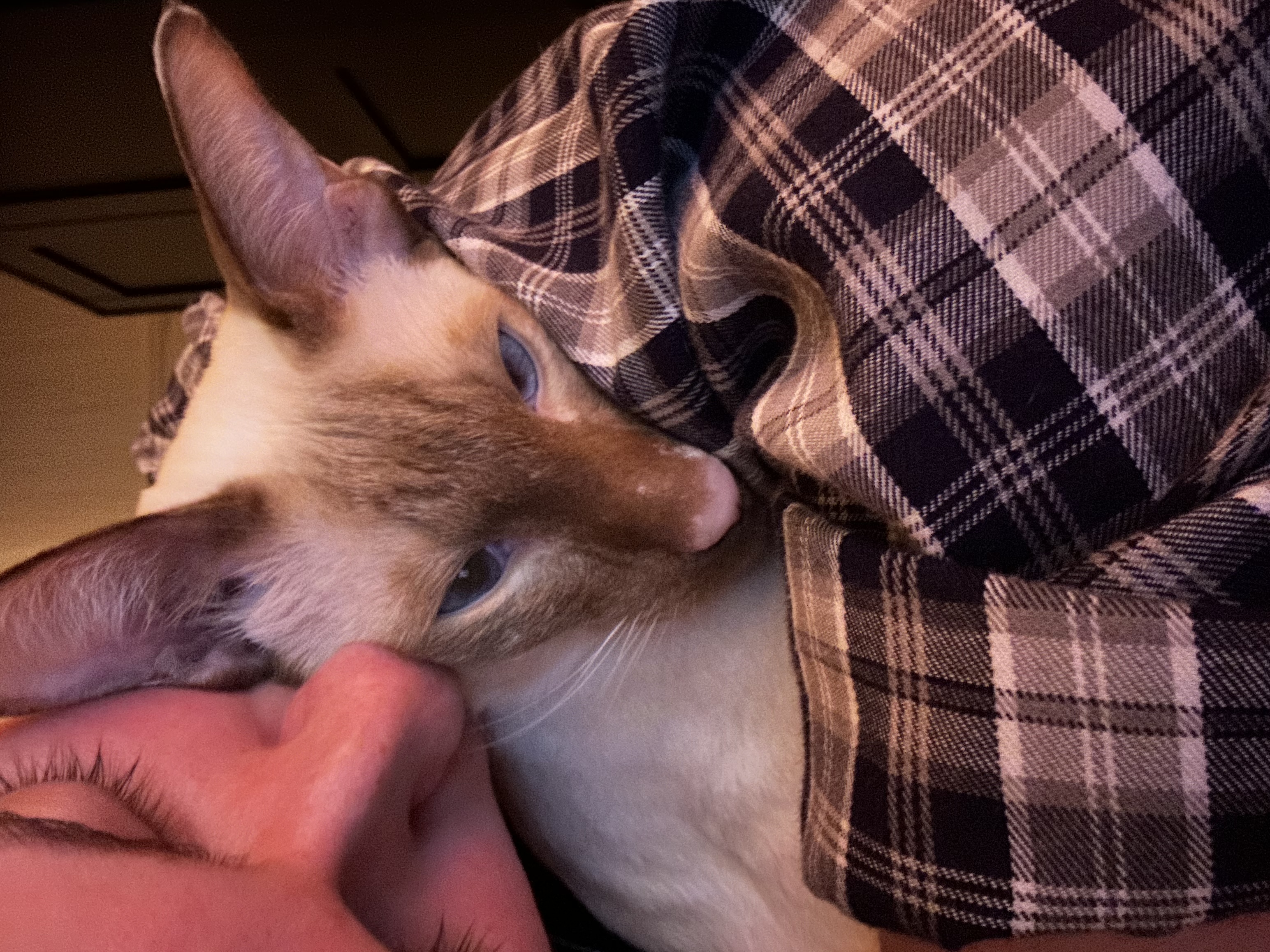 image-7