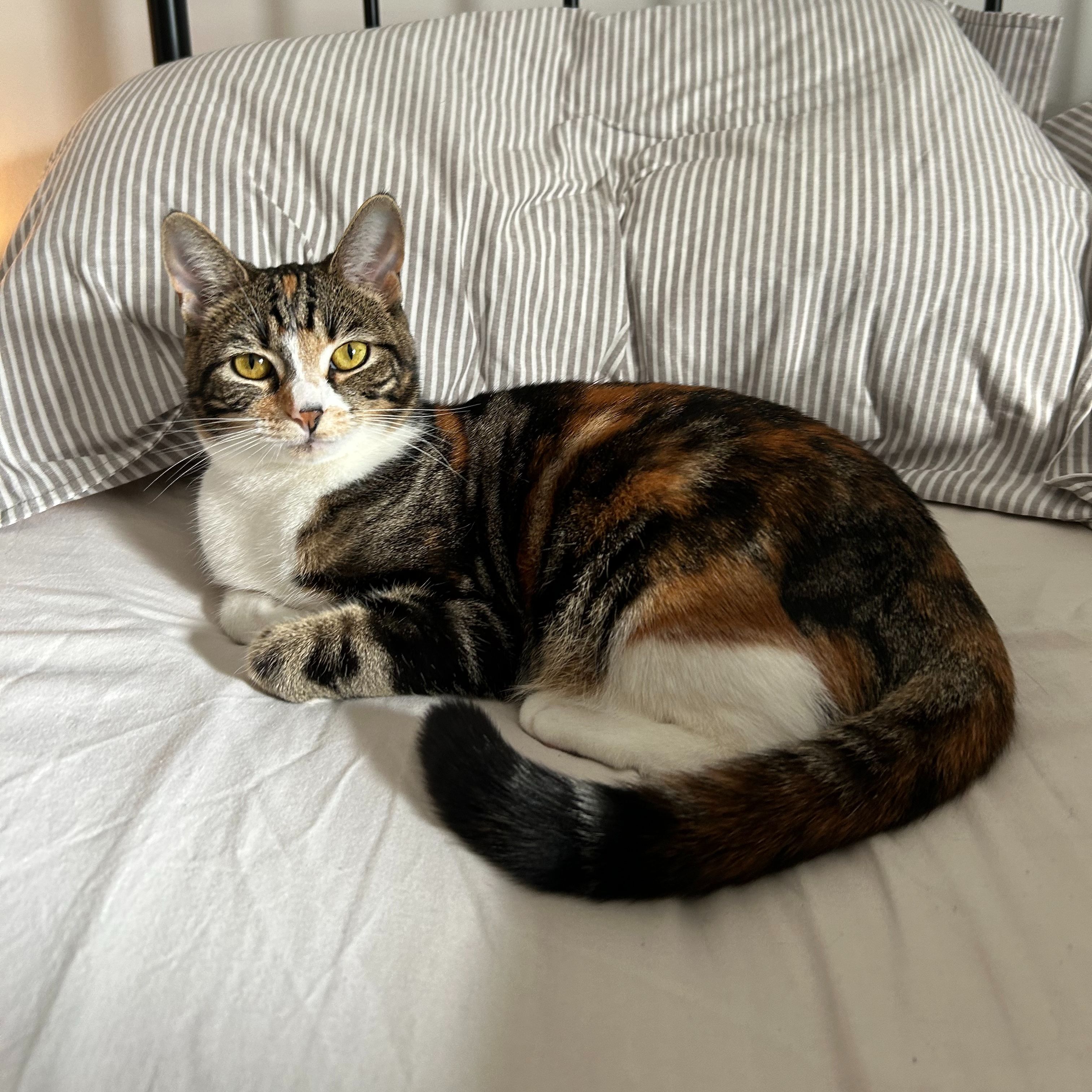 Joni