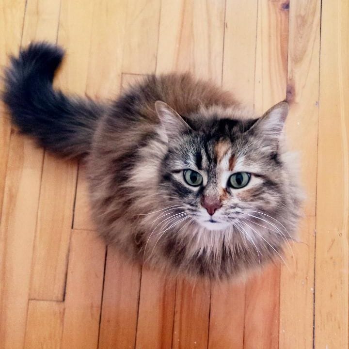Simone