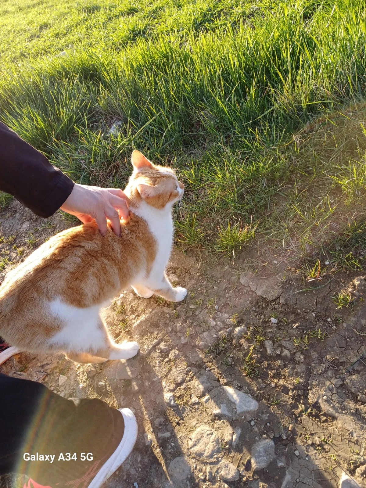 image-7