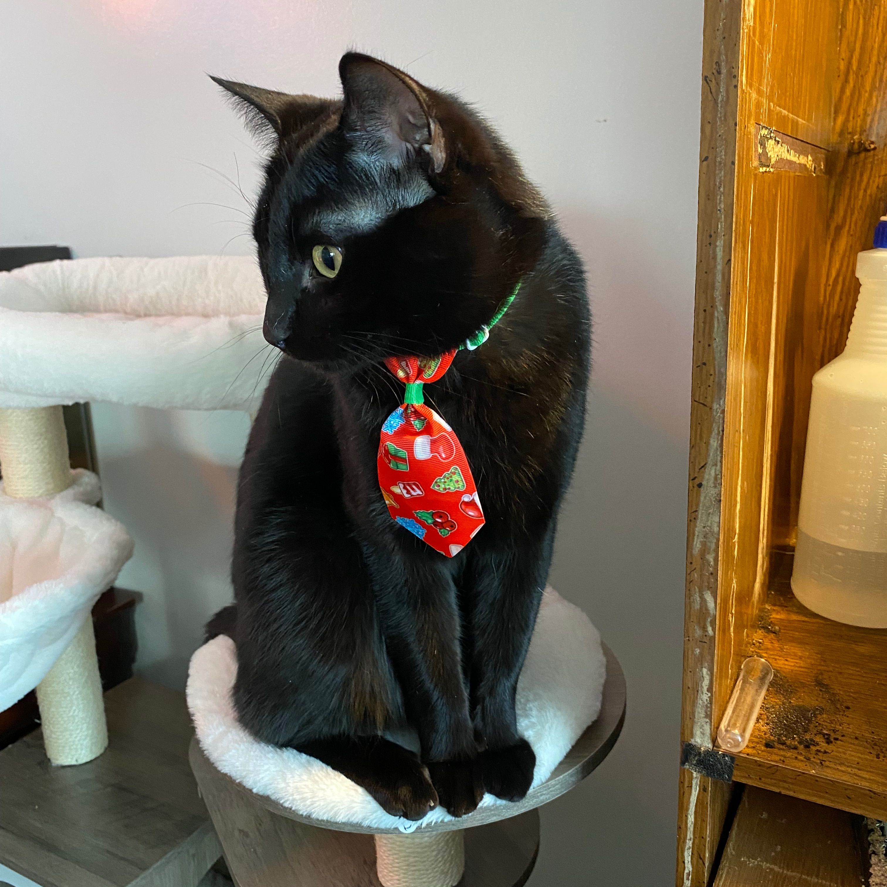Toothless