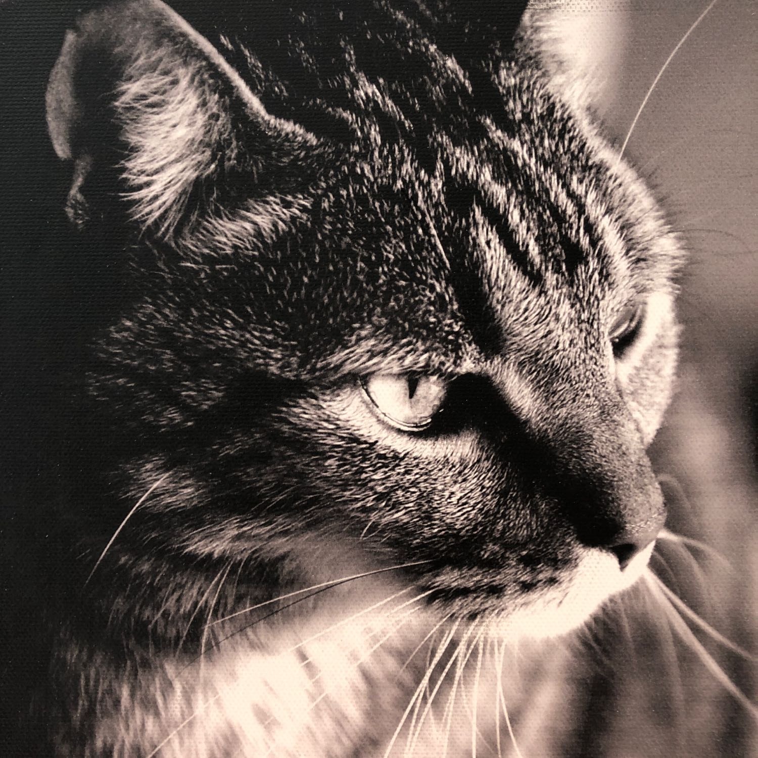 MITZI décédé, c’est le dernier chat que j’ai eu et depuis je garde les chats des autres