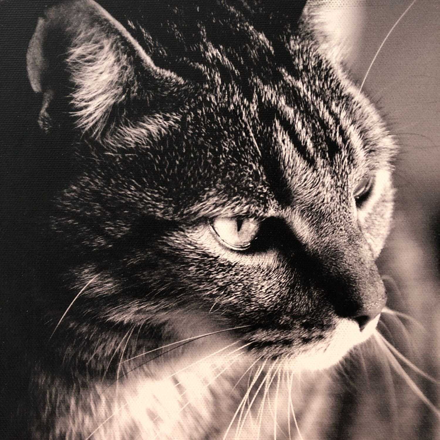 MITZI décédé, c’est le dernier chat que j’ai eu et depuis je garde les chats des autres