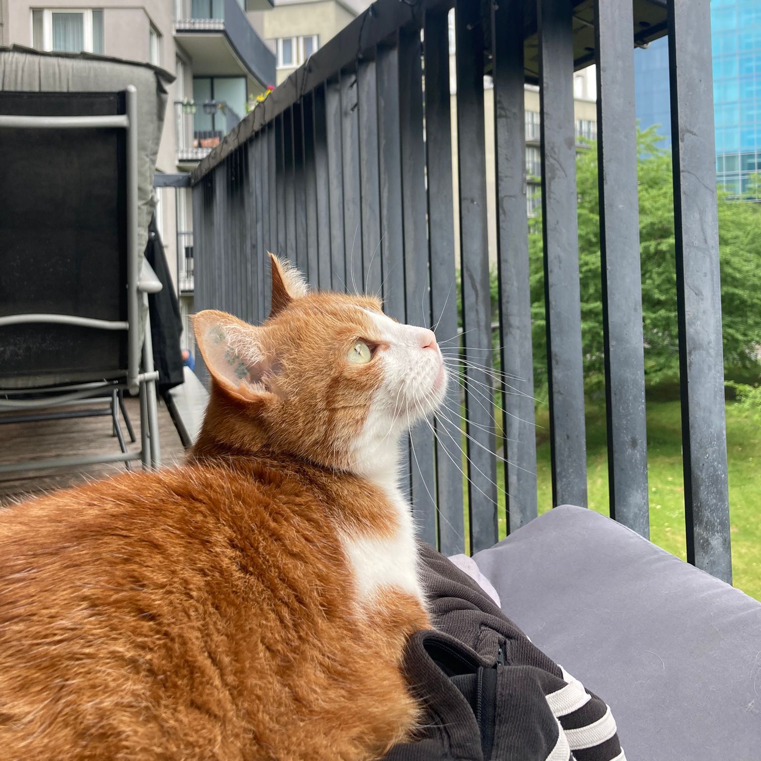 Simba