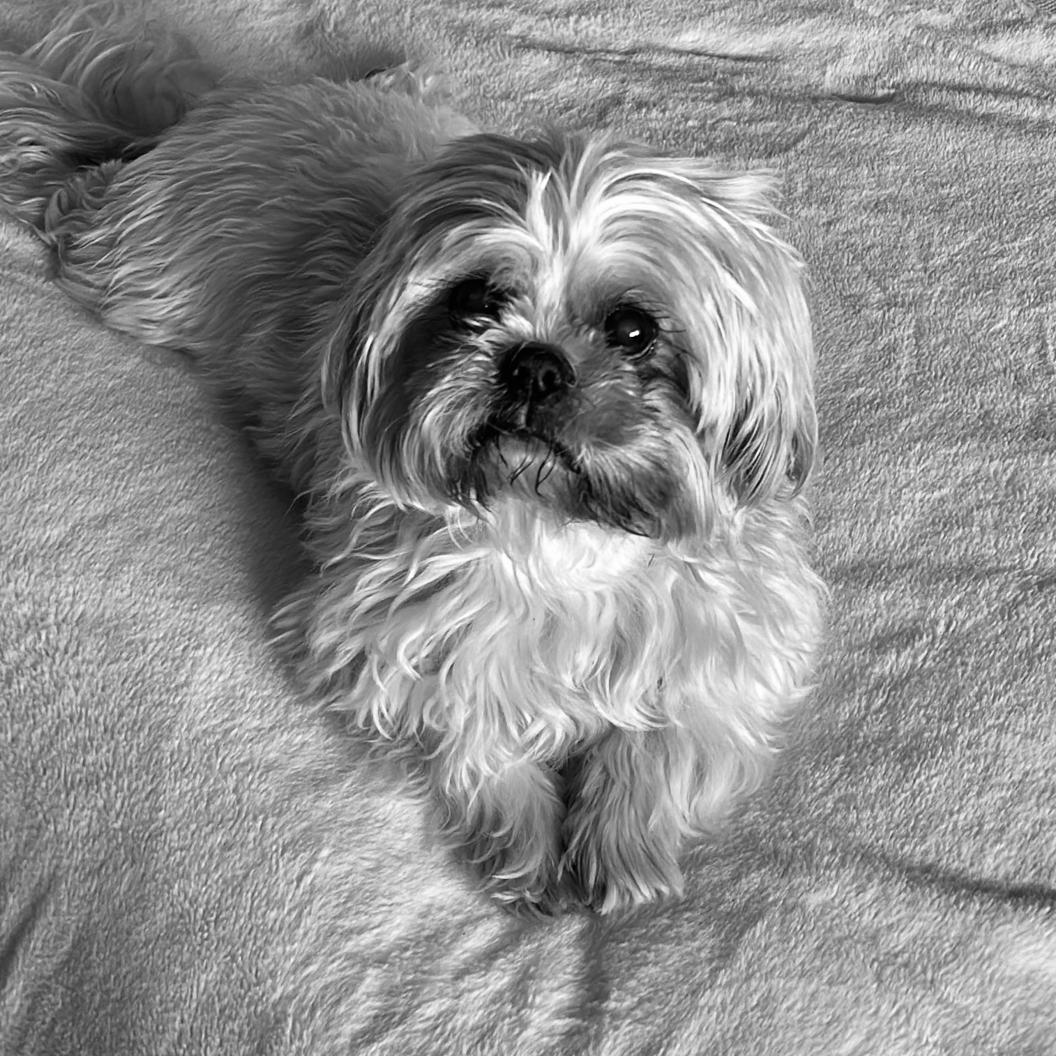 Maxi
