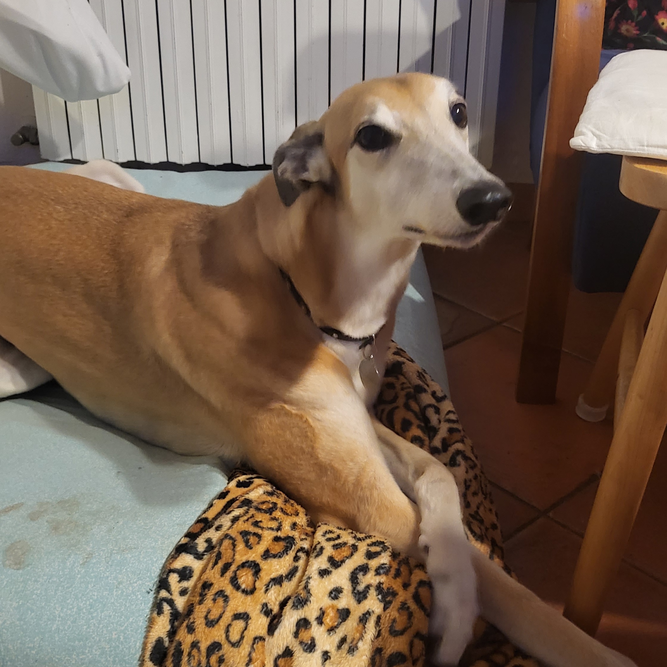 Bonnie