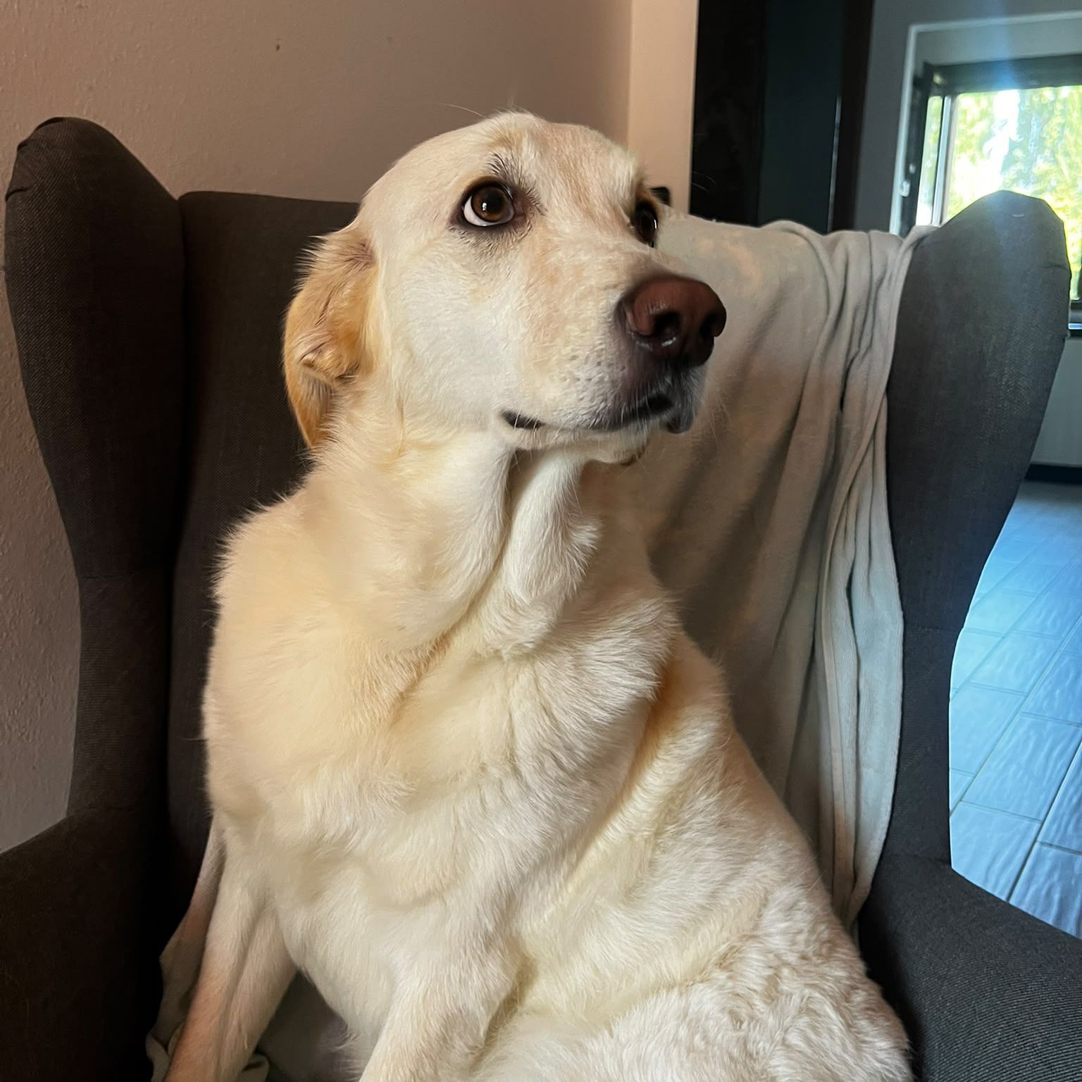 Nala