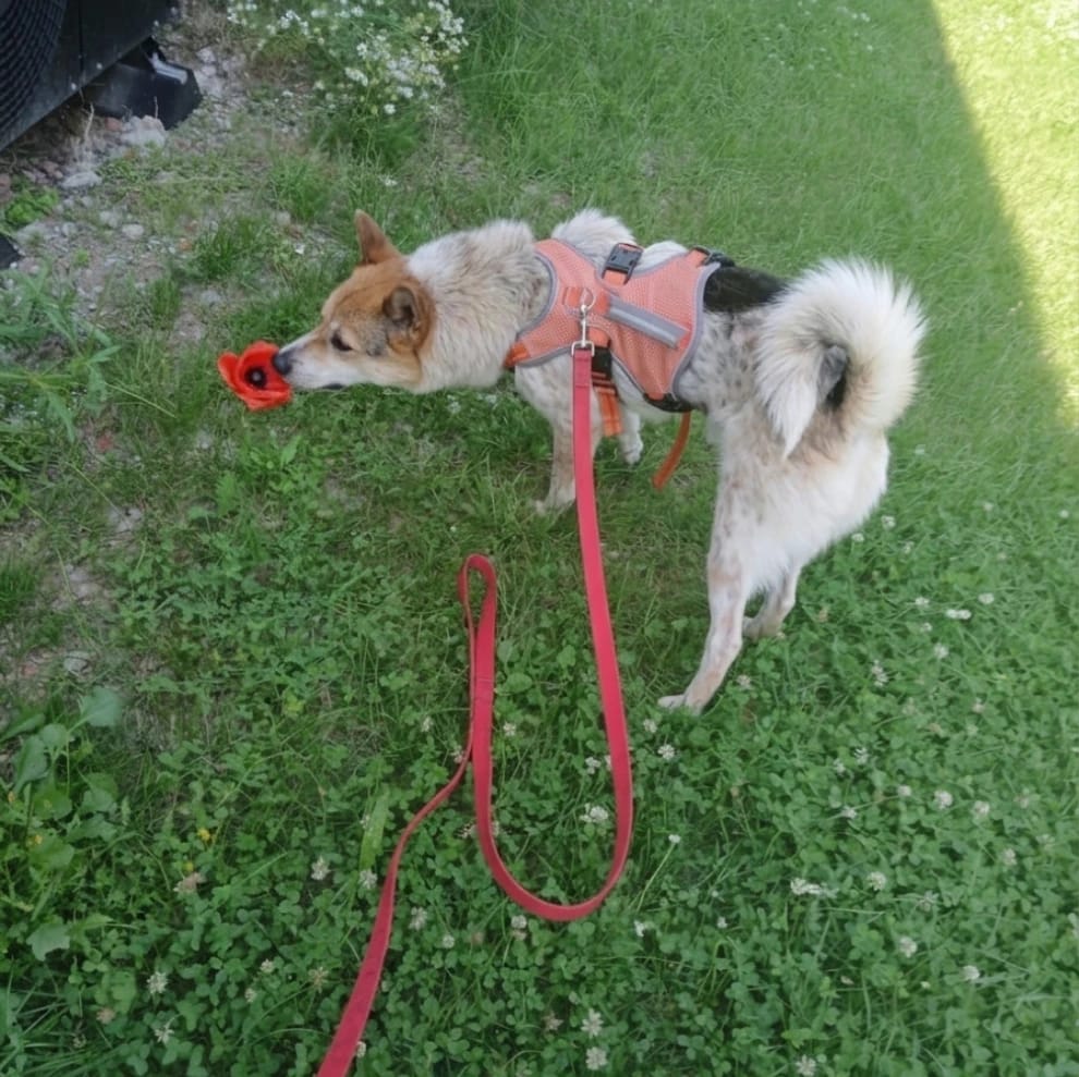 Taro