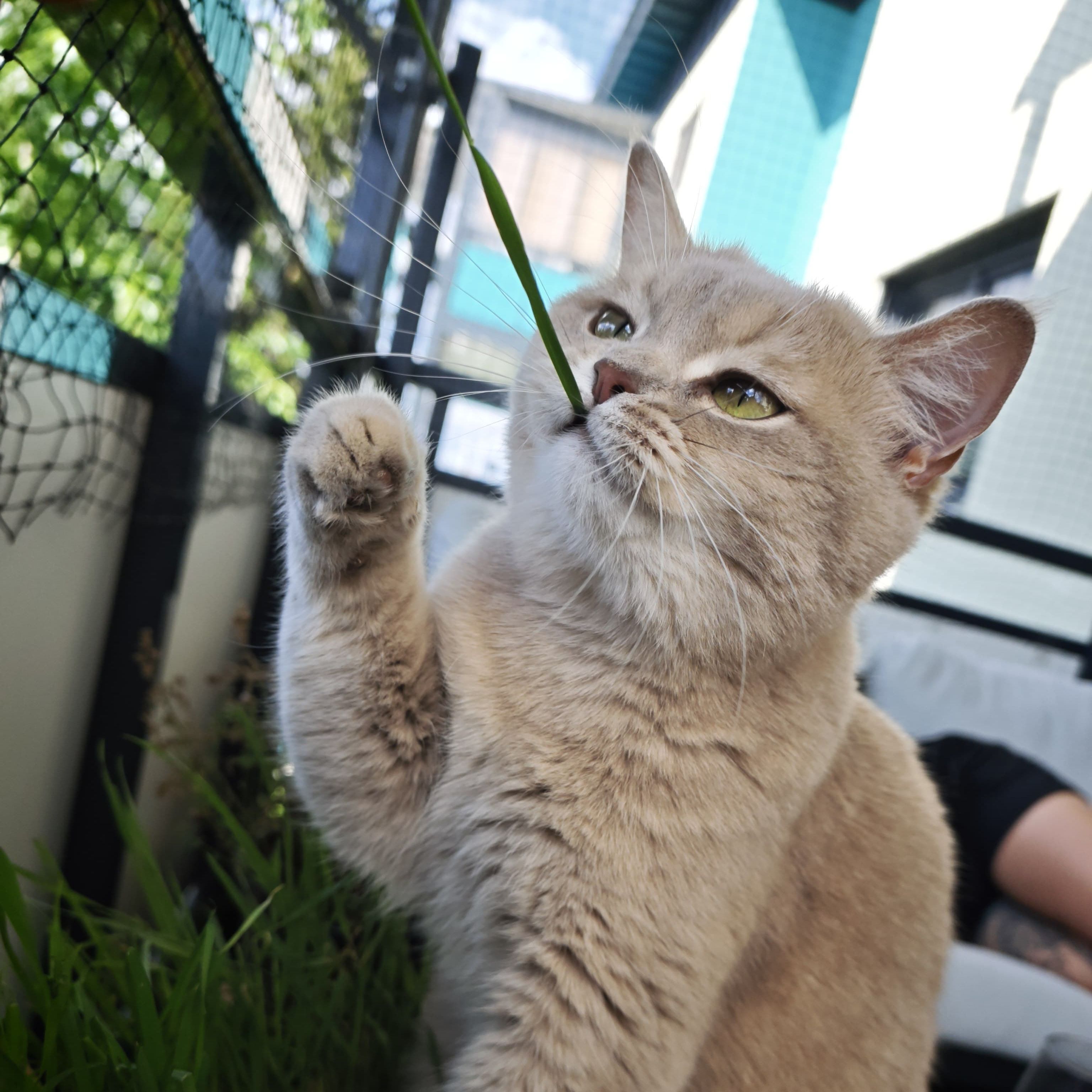 Nala