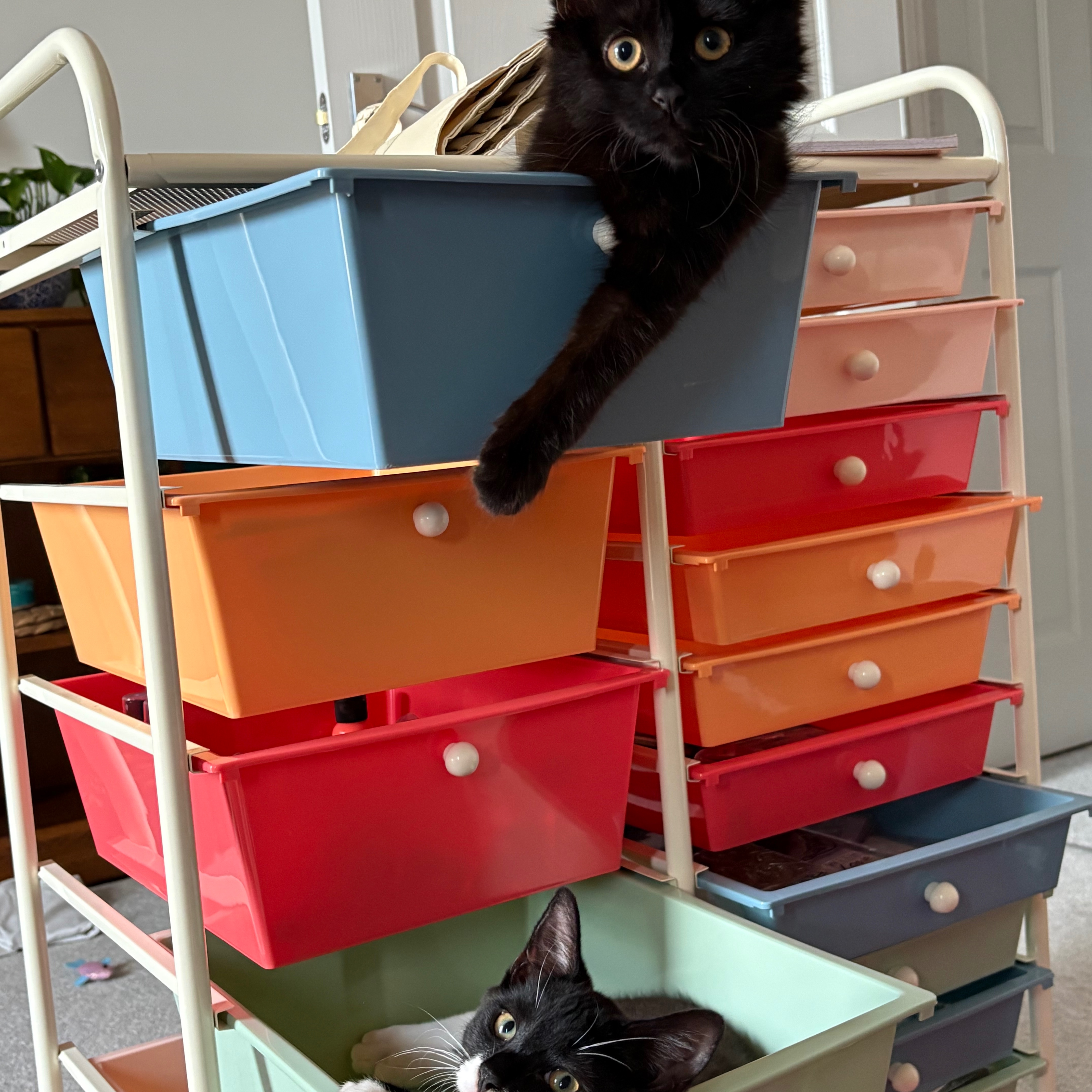 cat