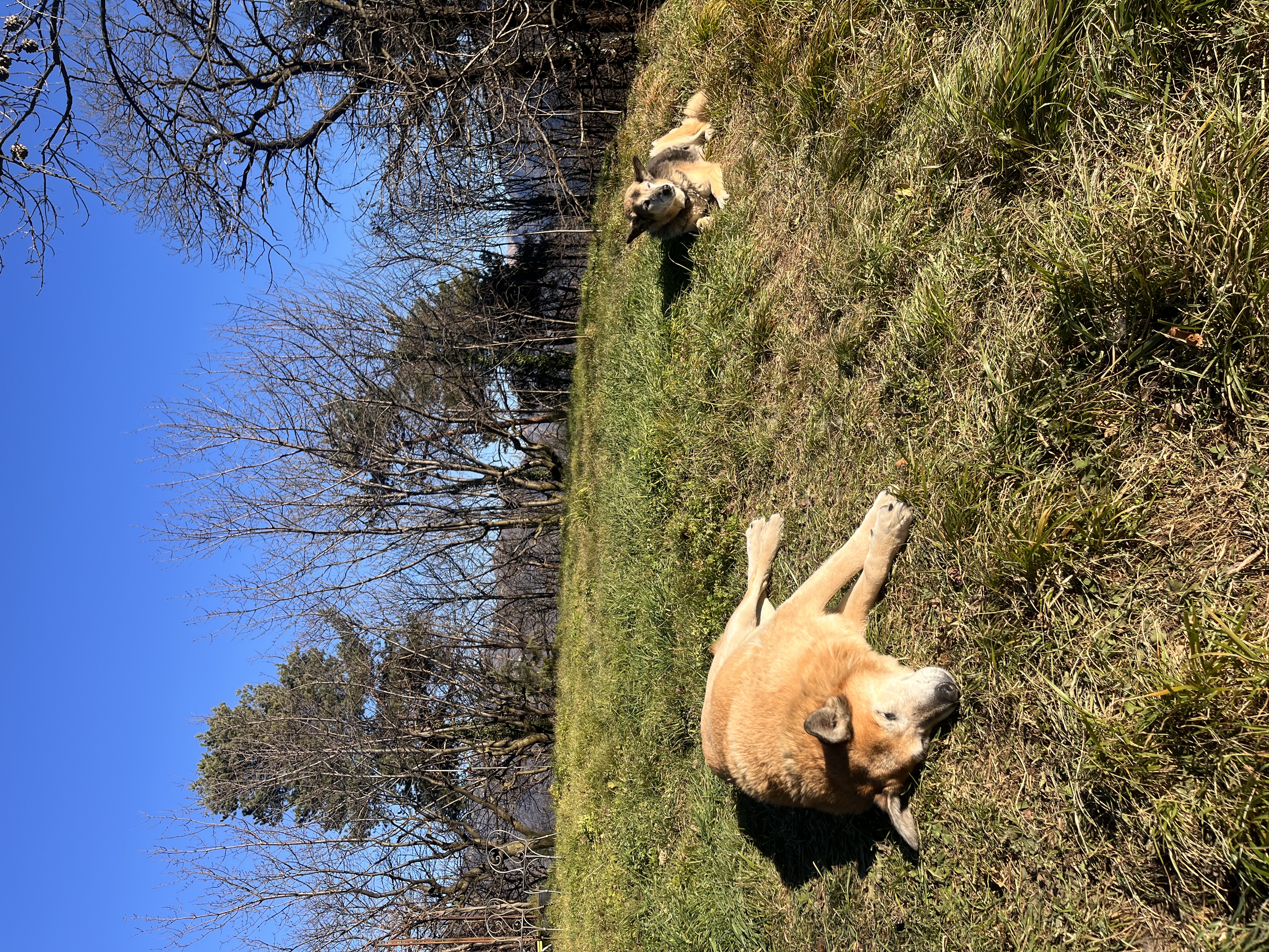 image-17