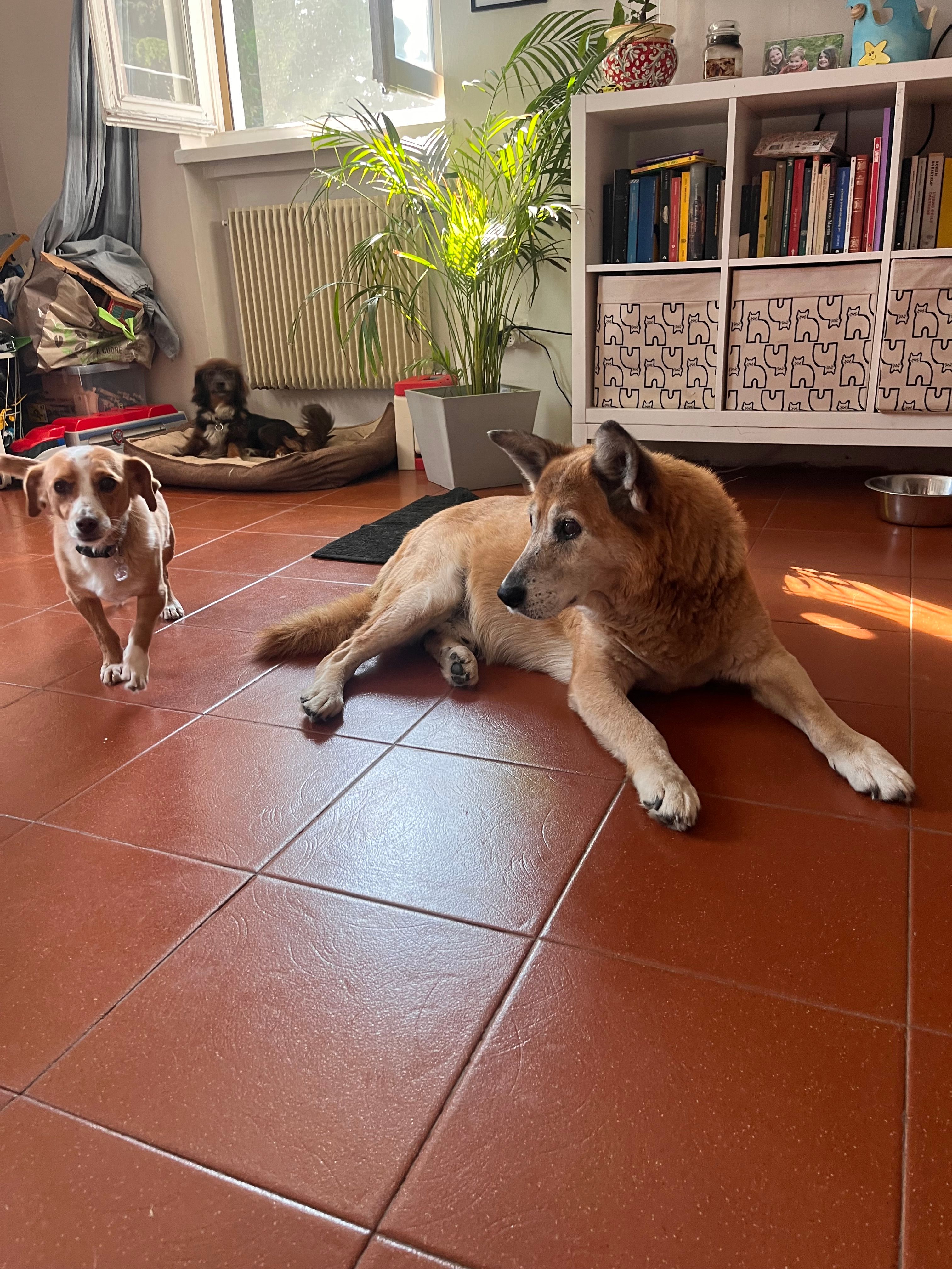 image-7