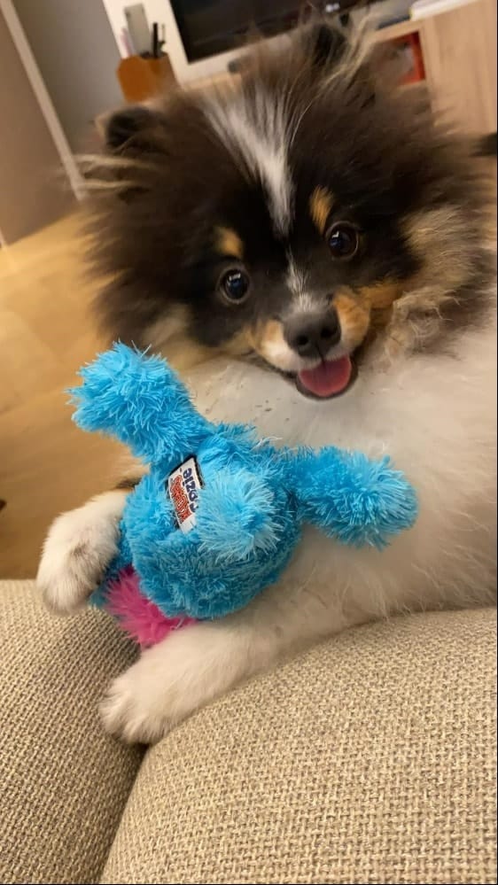 Ozzy