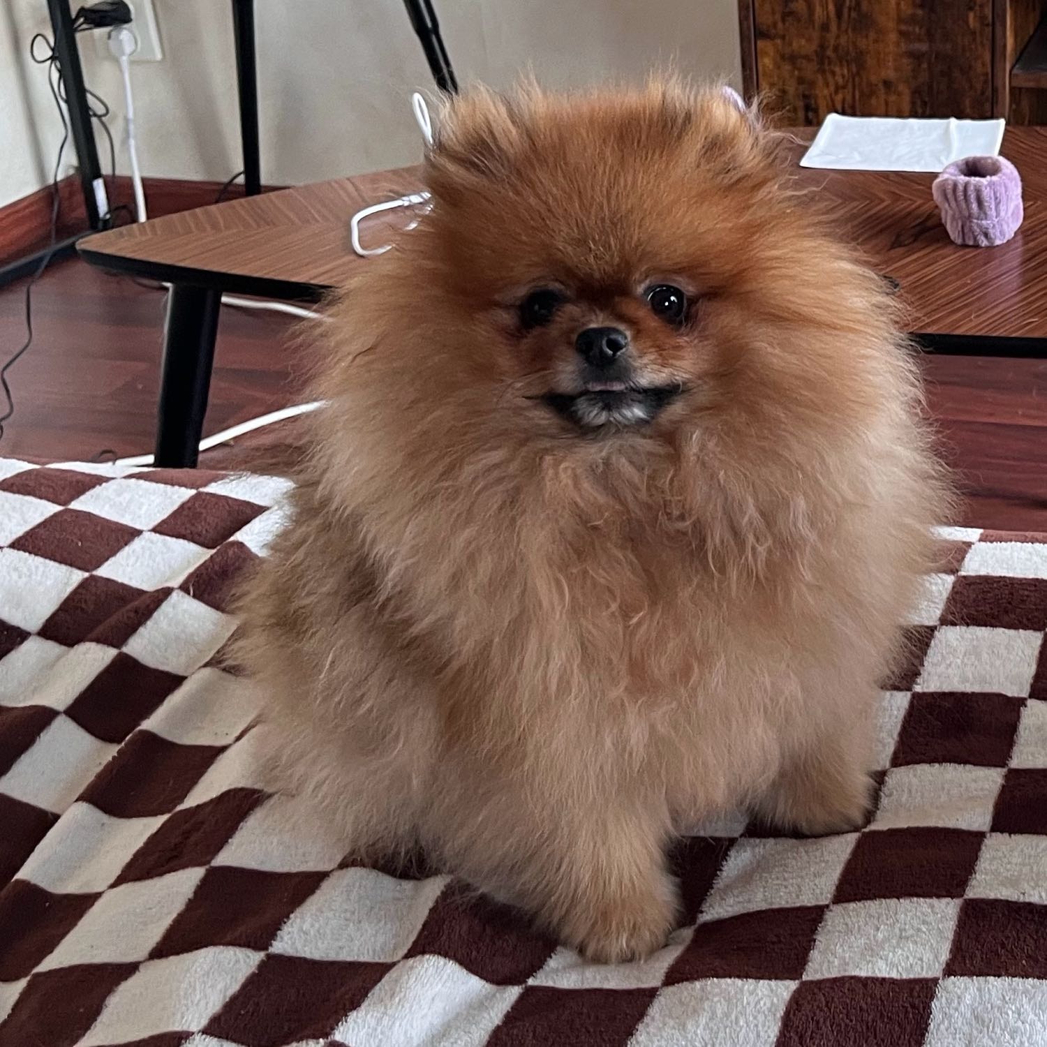 Pom