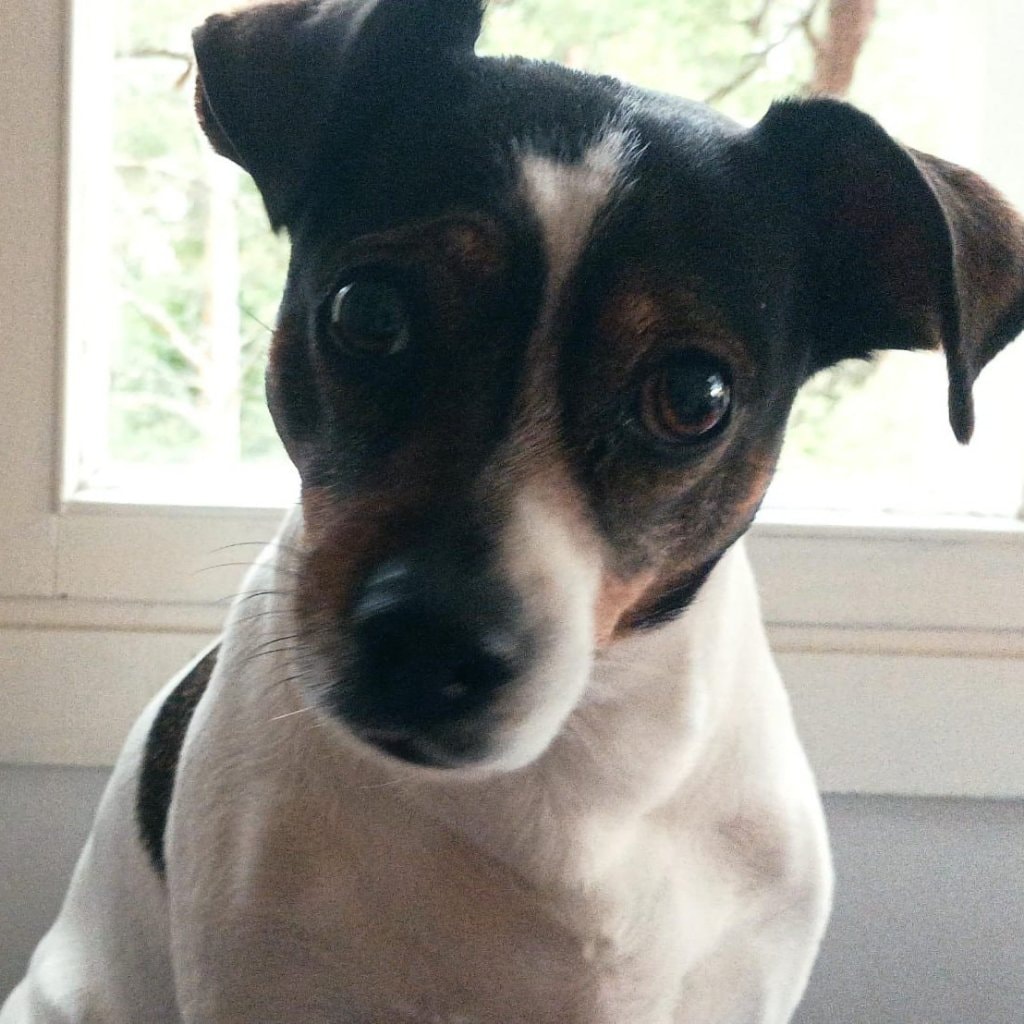 Nekku