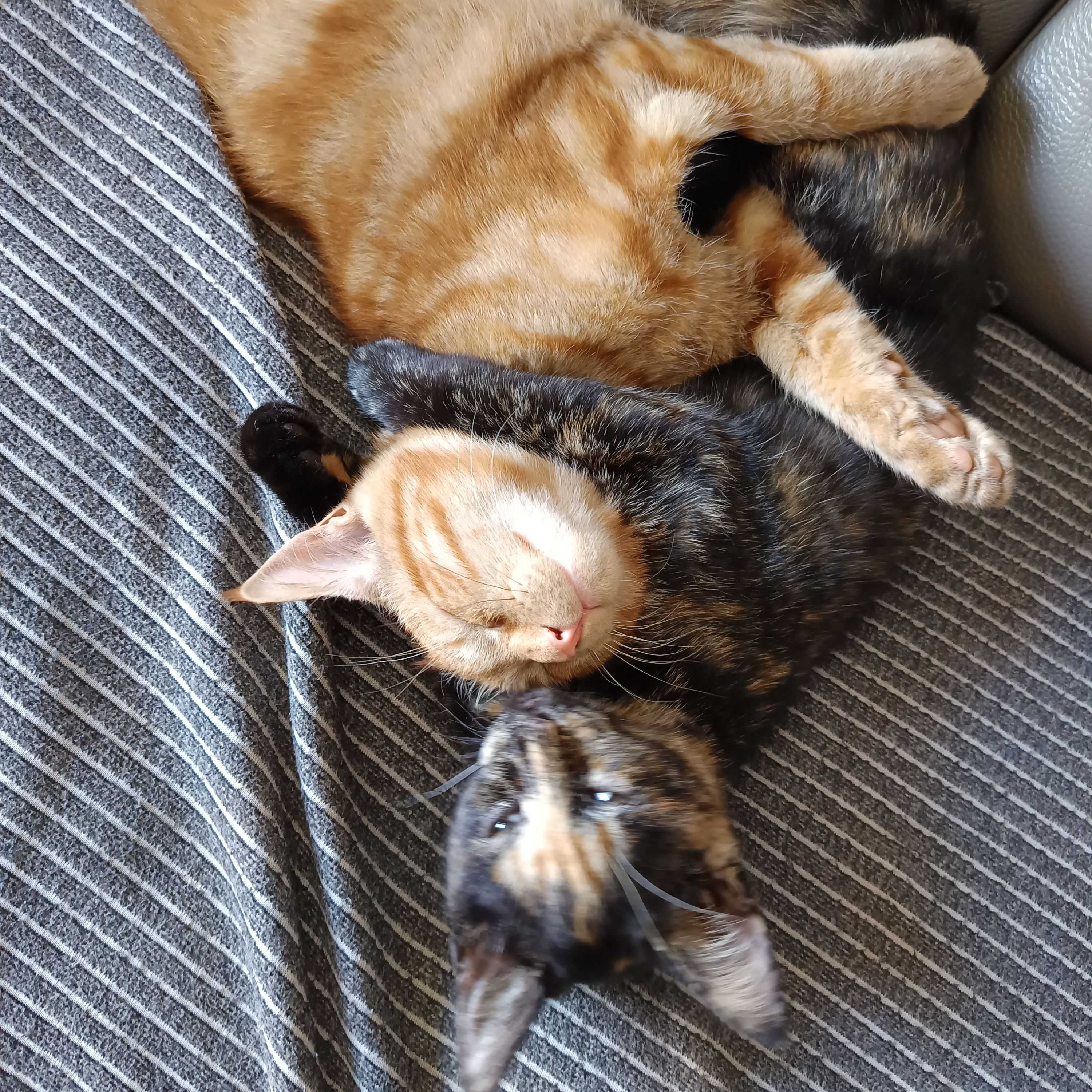 Ginger Lenny and Little Pea