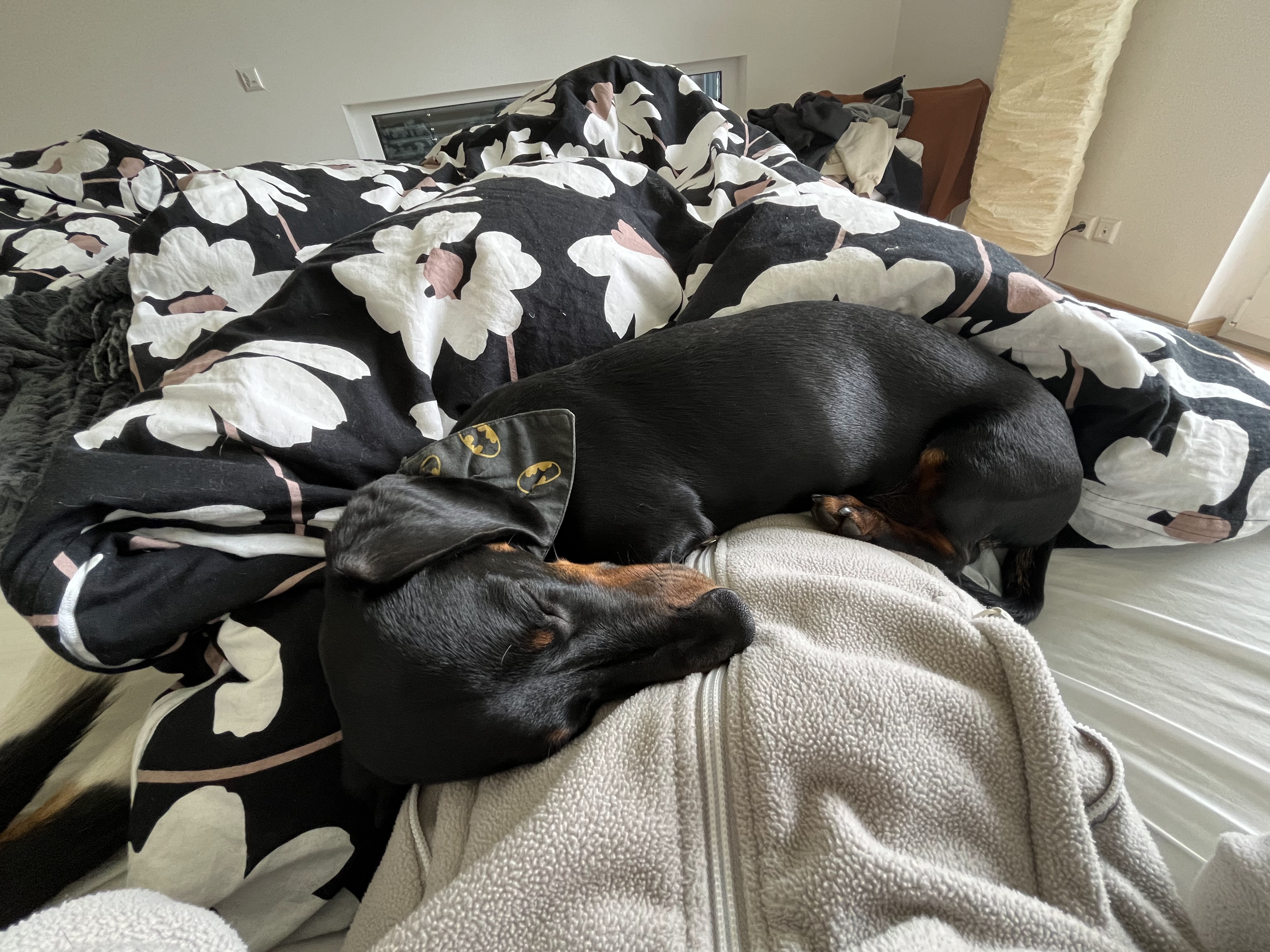 image-7
