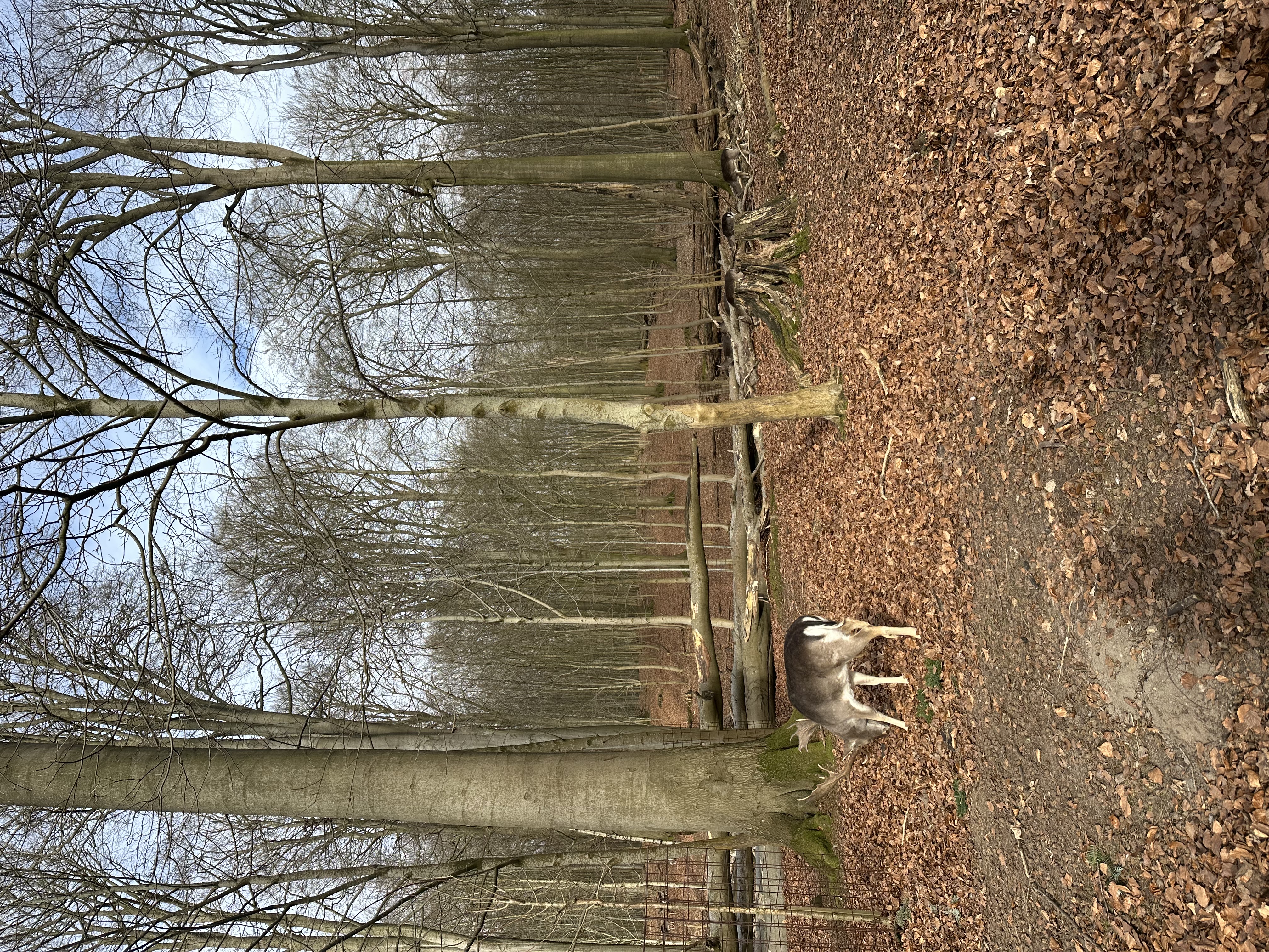 image-15