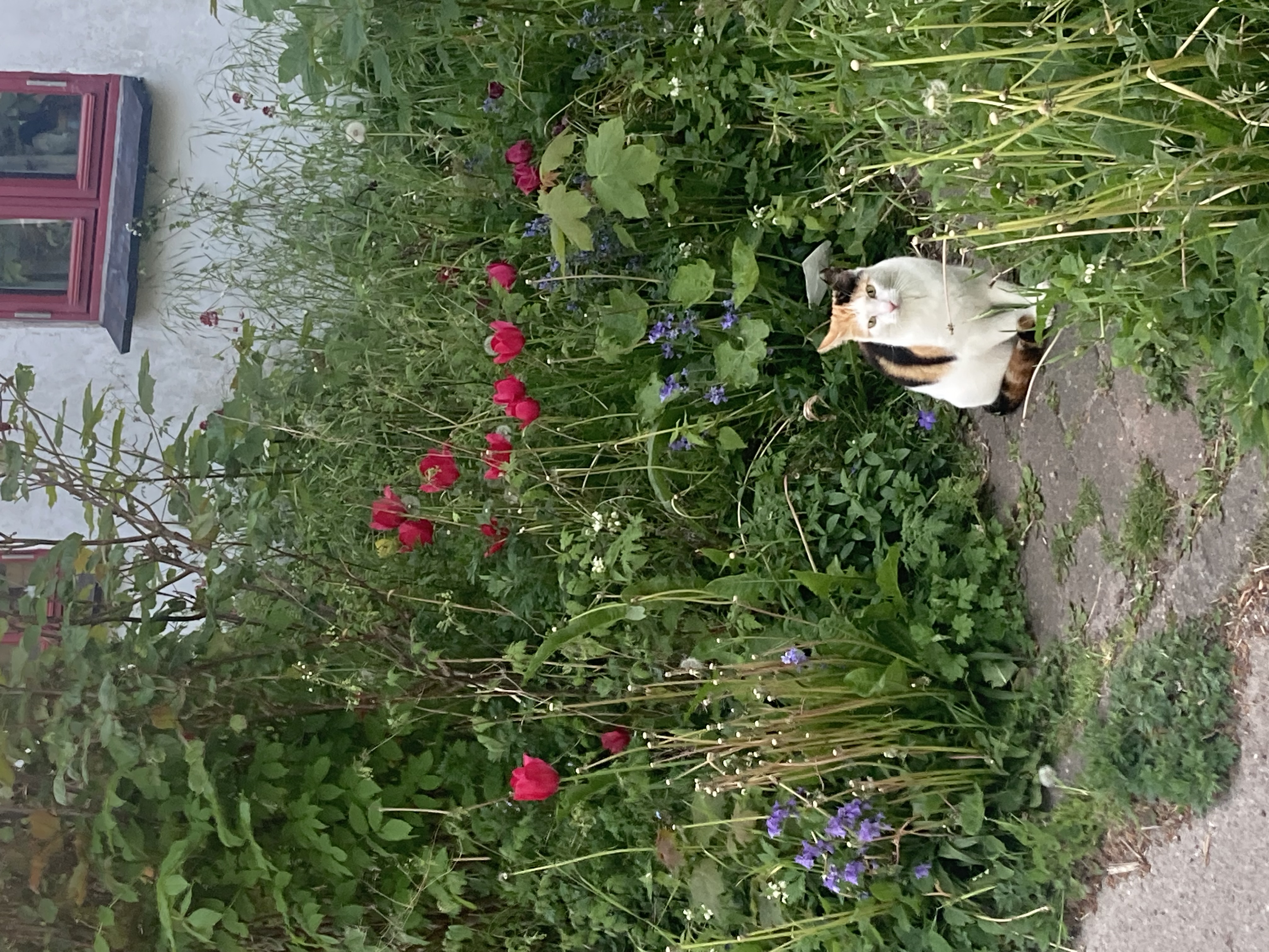 image-9