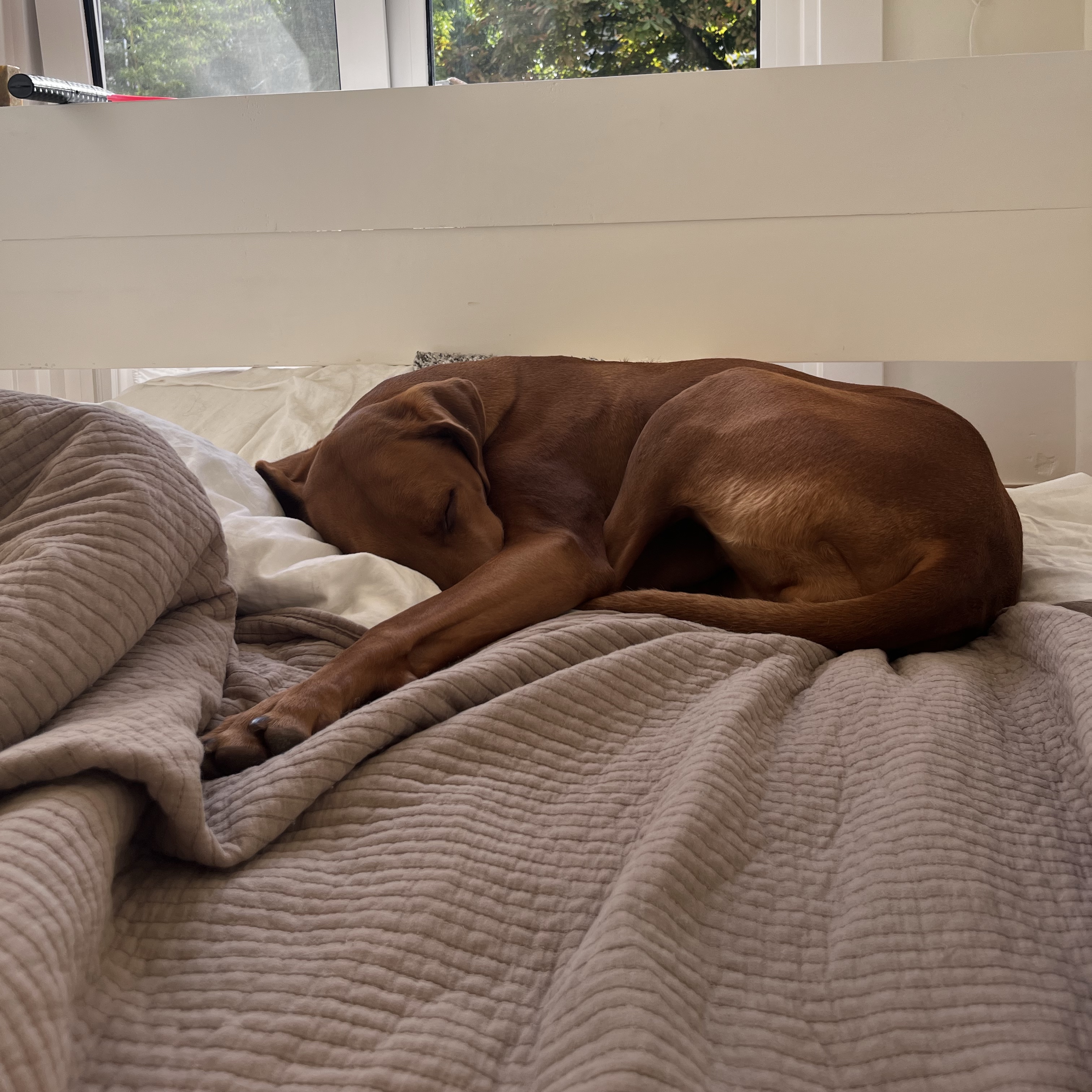 Nala