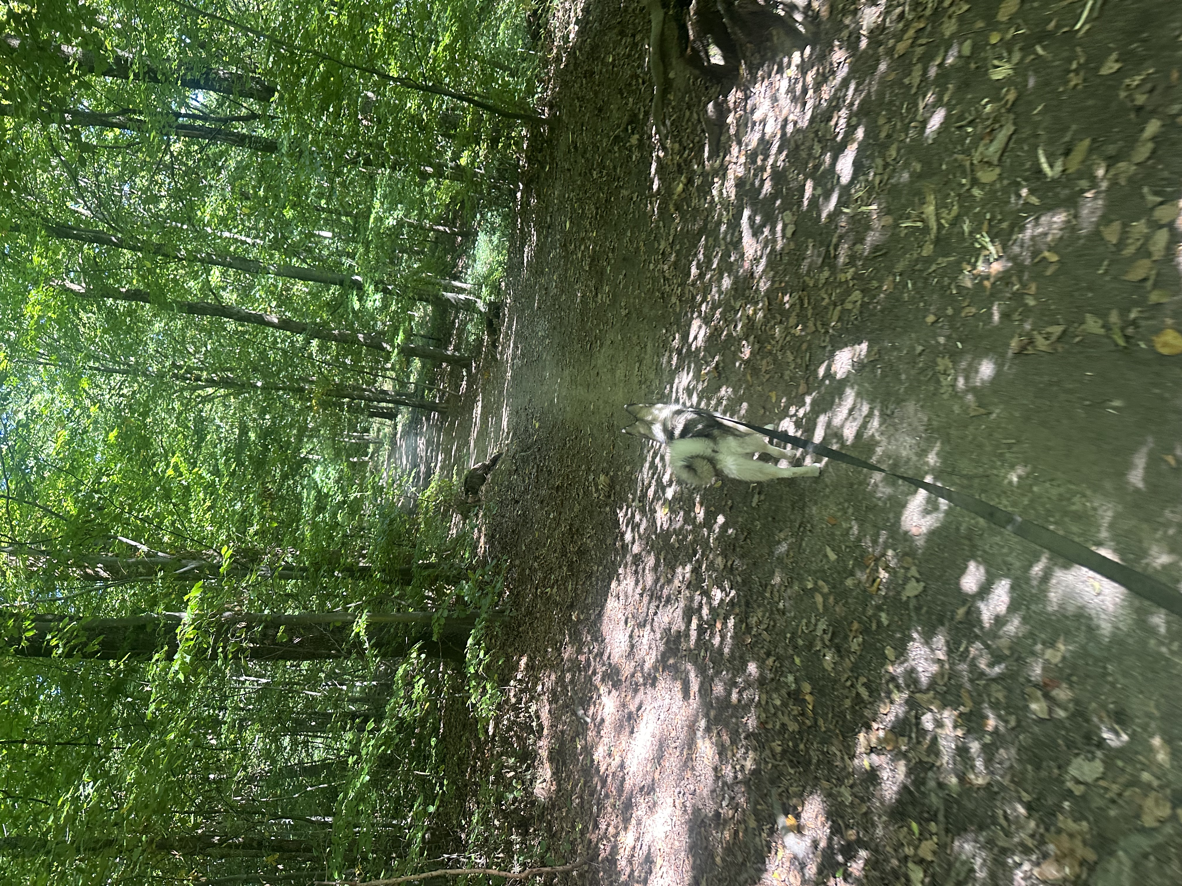 image-18