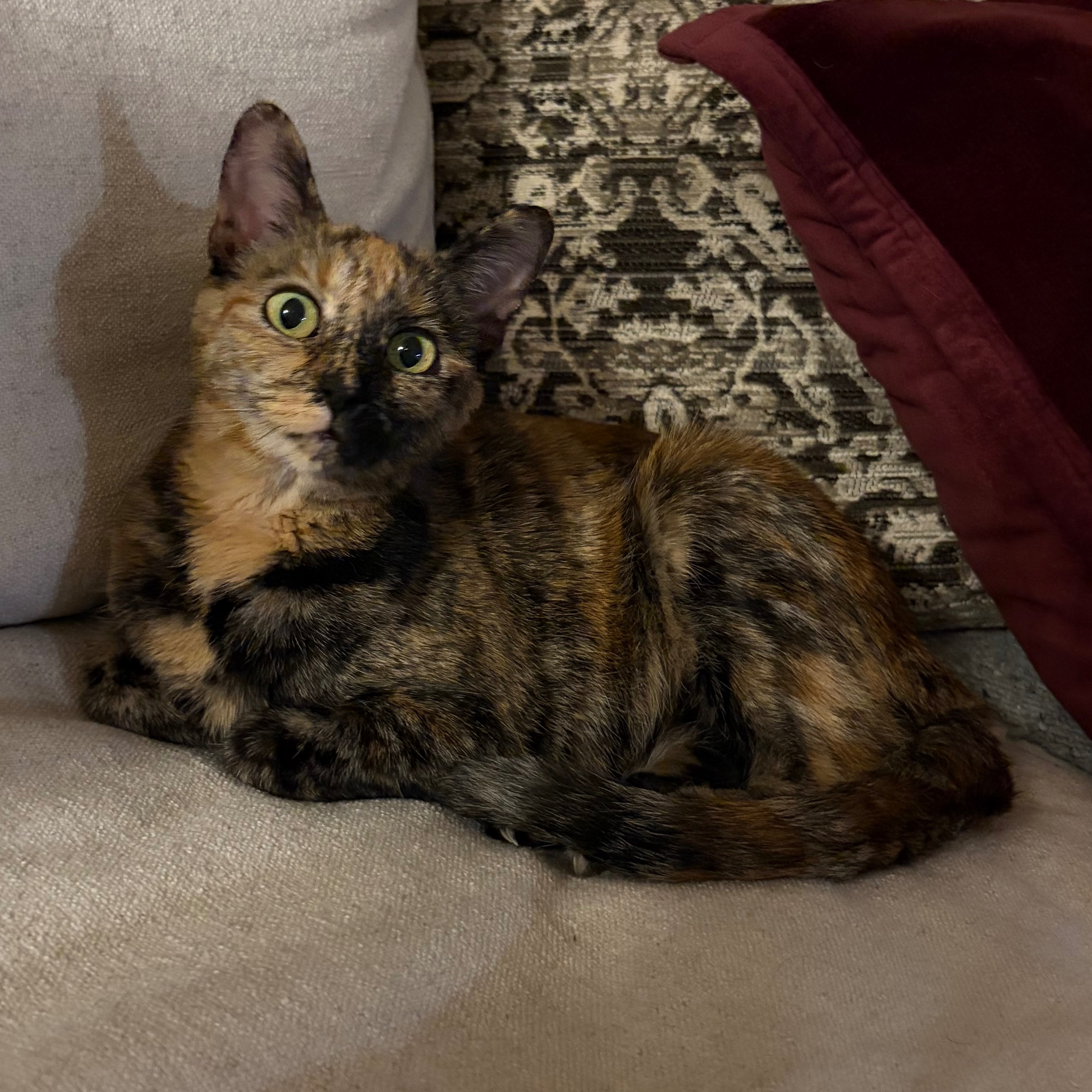 Nala