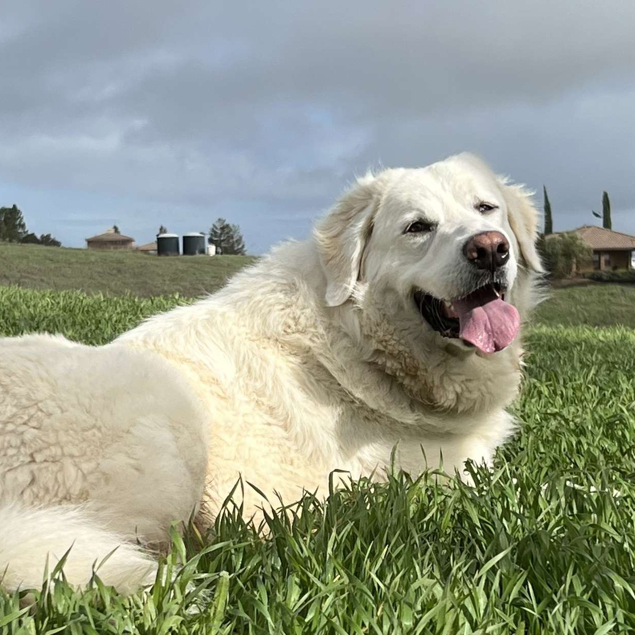 Nova