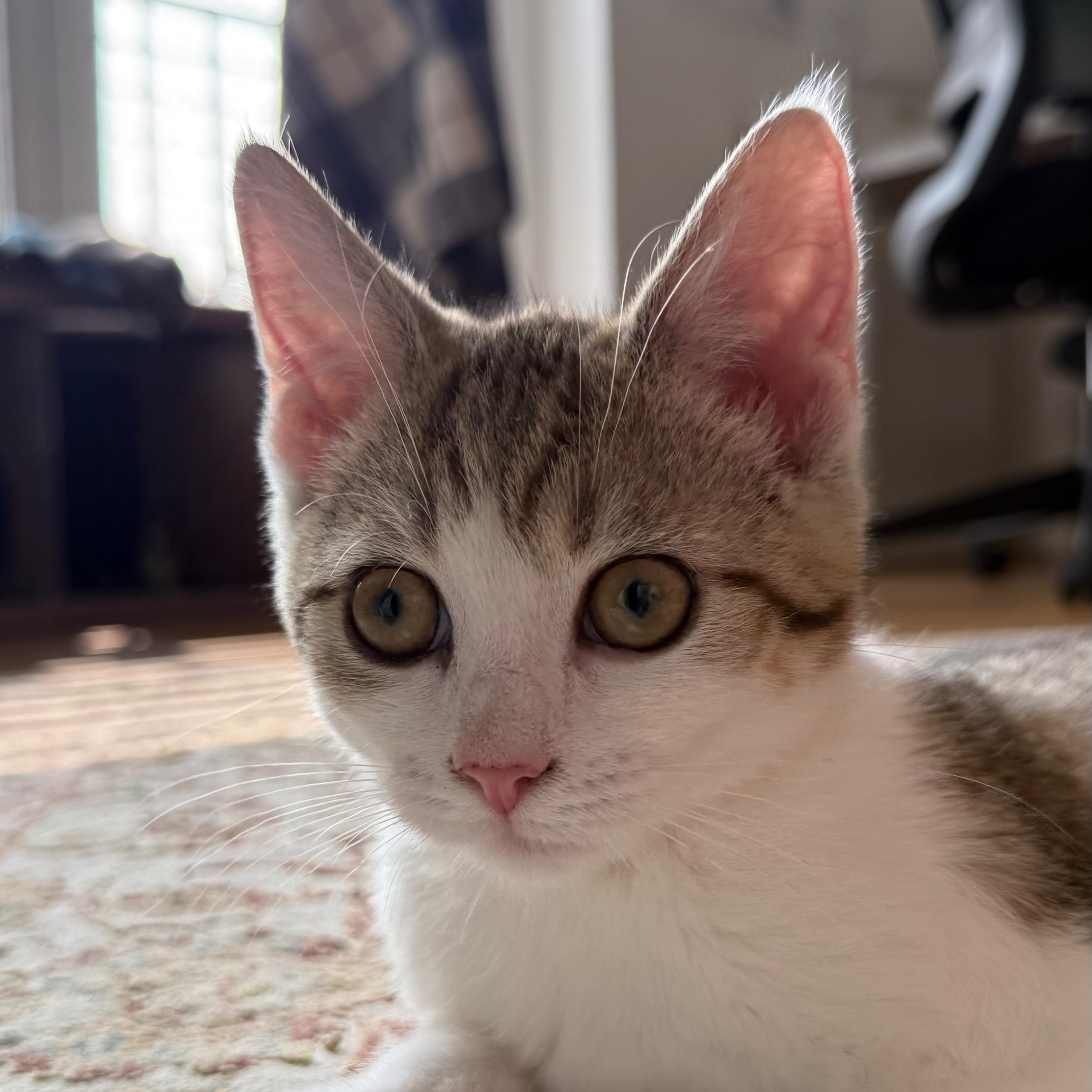 Whiskey 