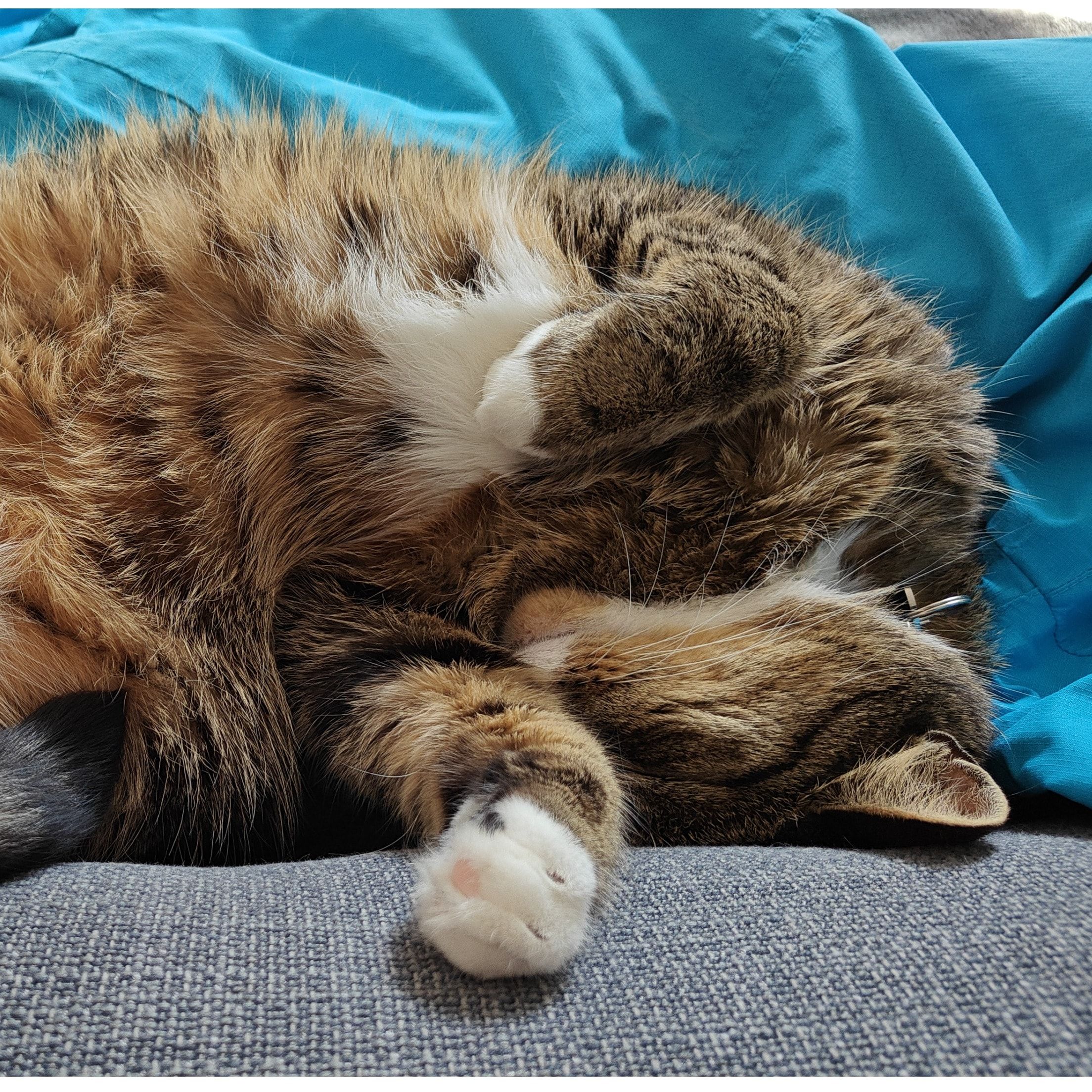 Biscuit