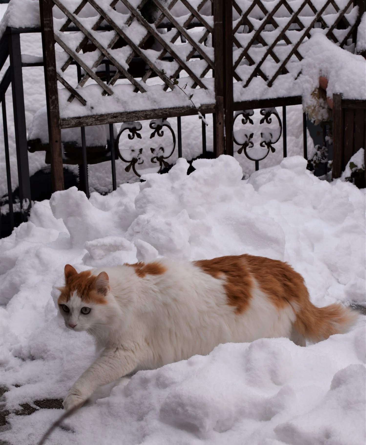 image-12