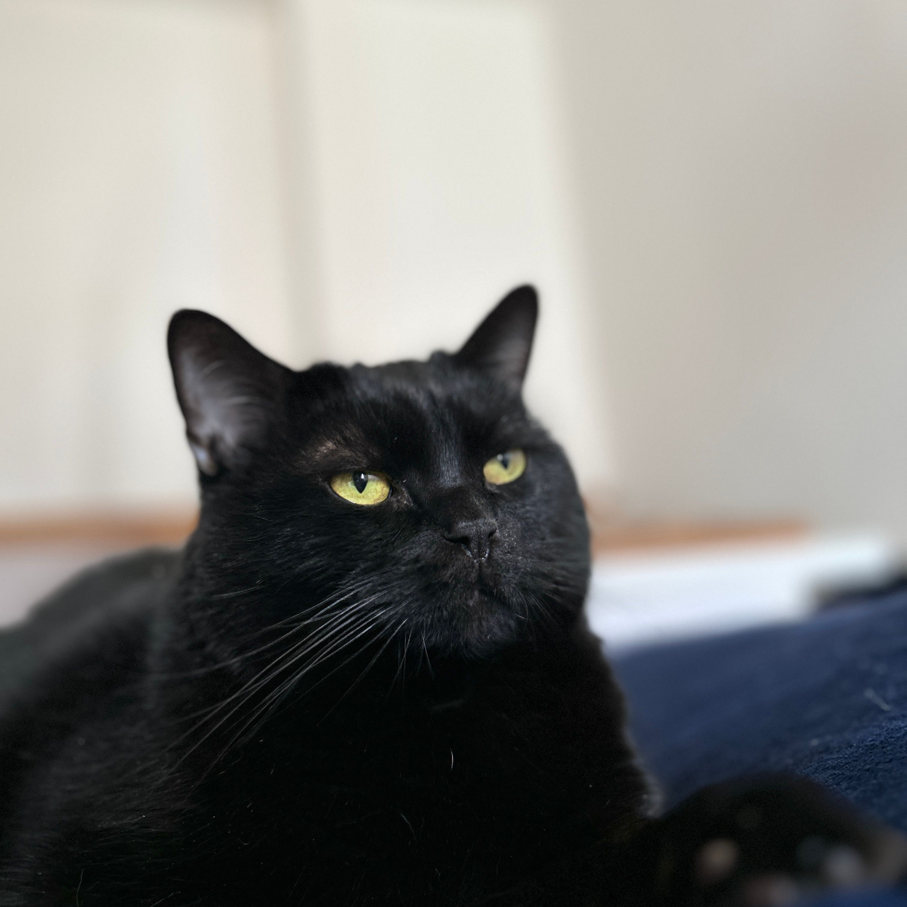 Balu