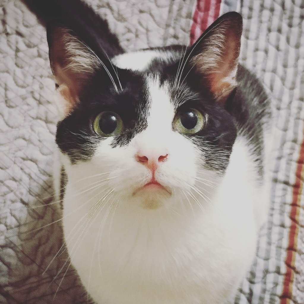 Maomao