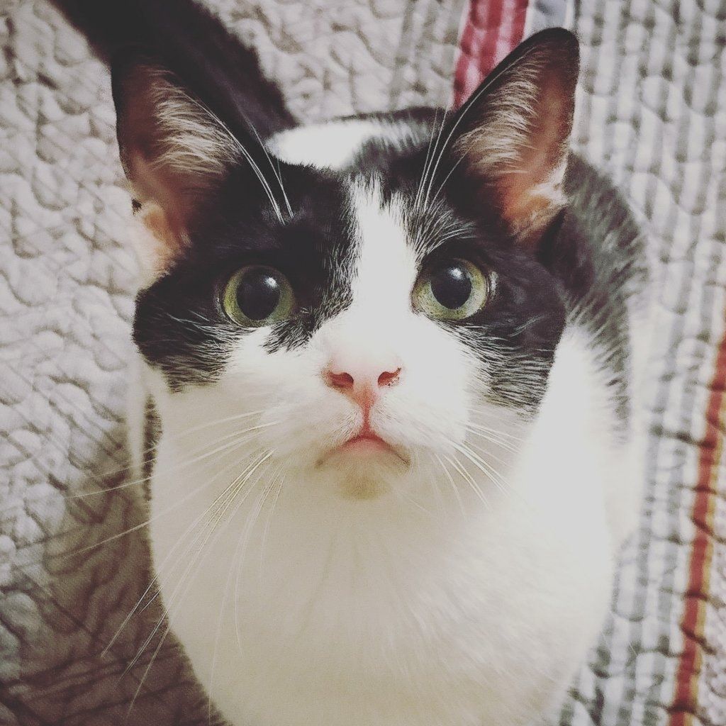 Maomao