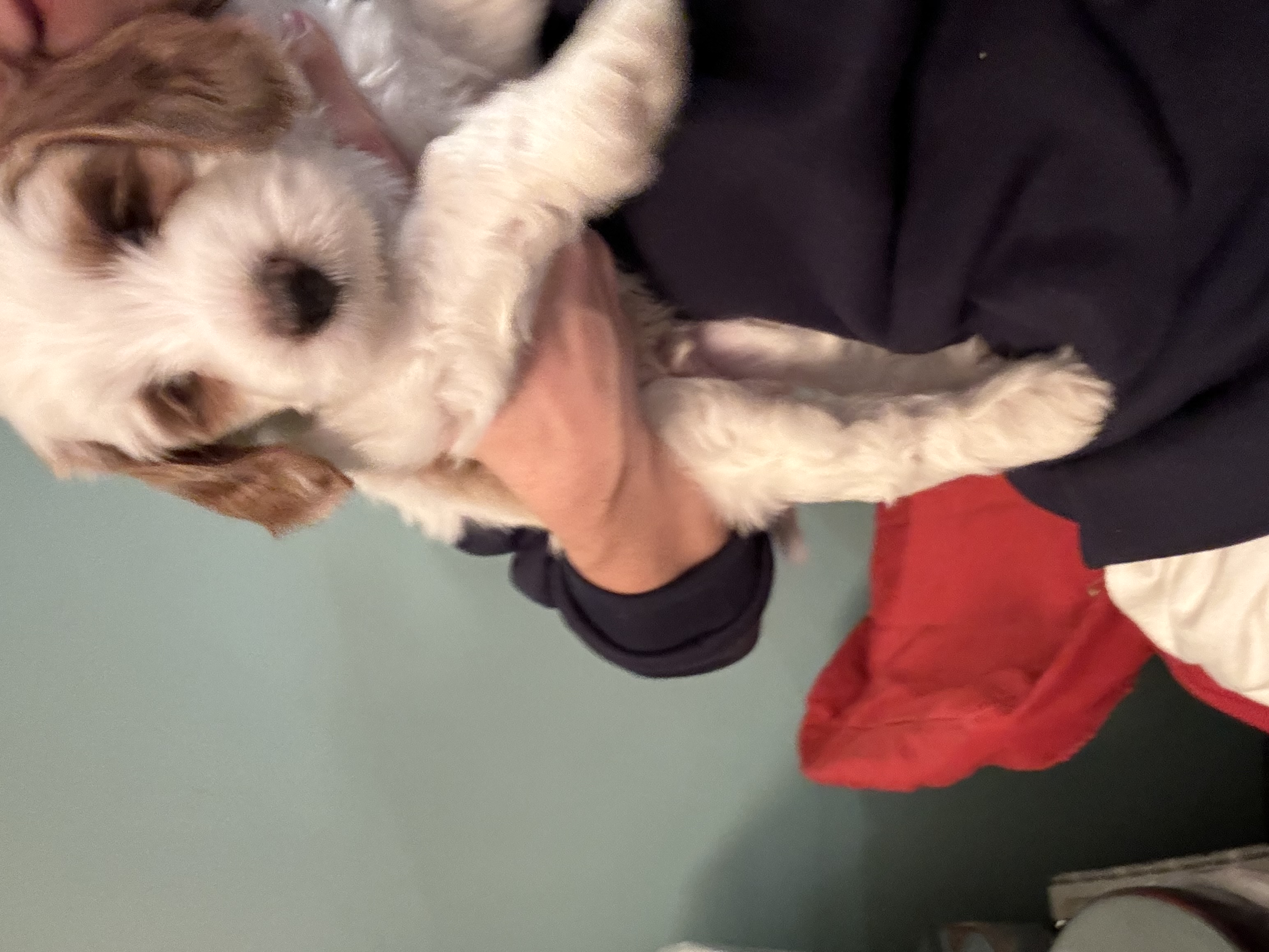 image-8