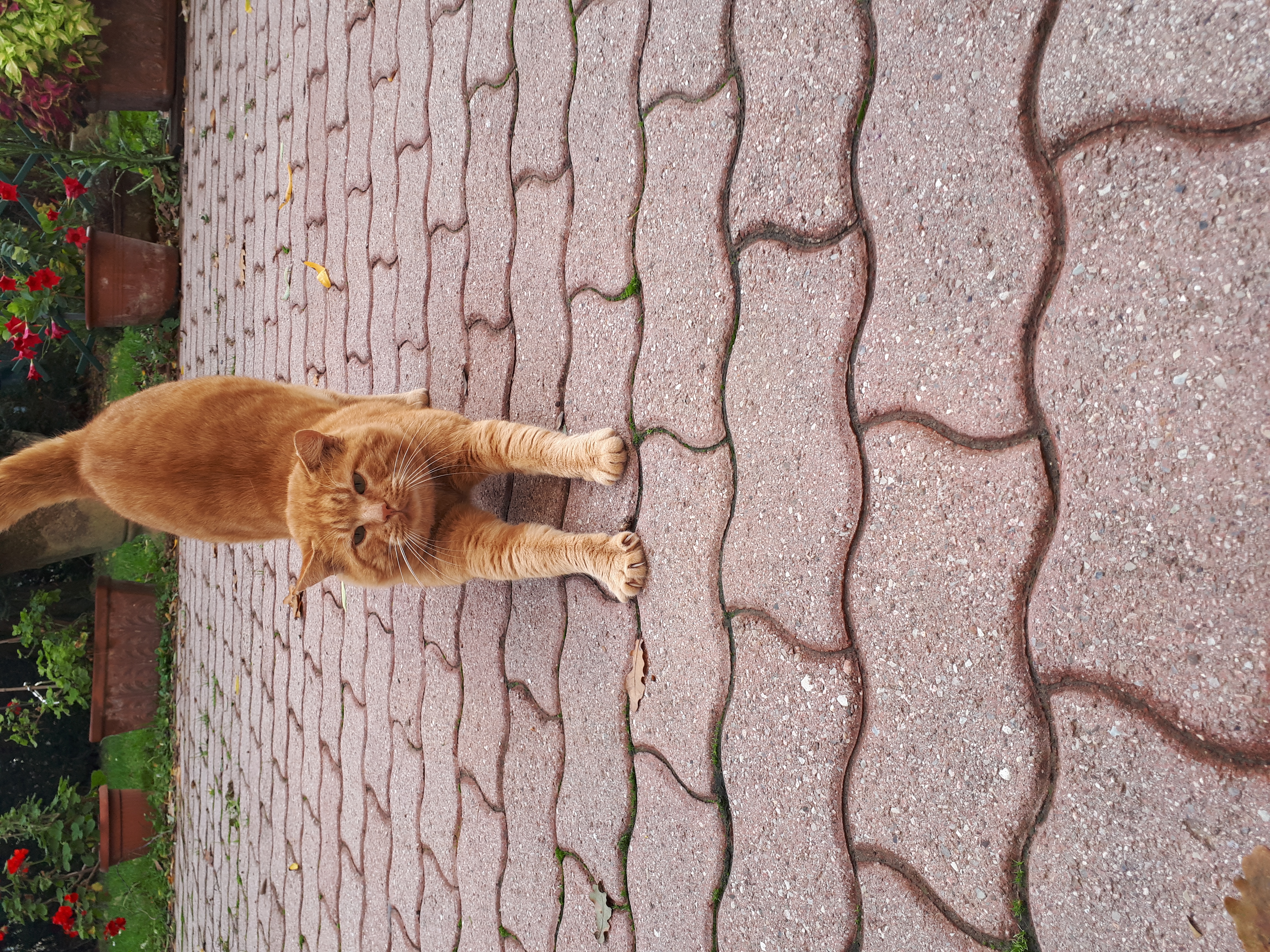 image-7